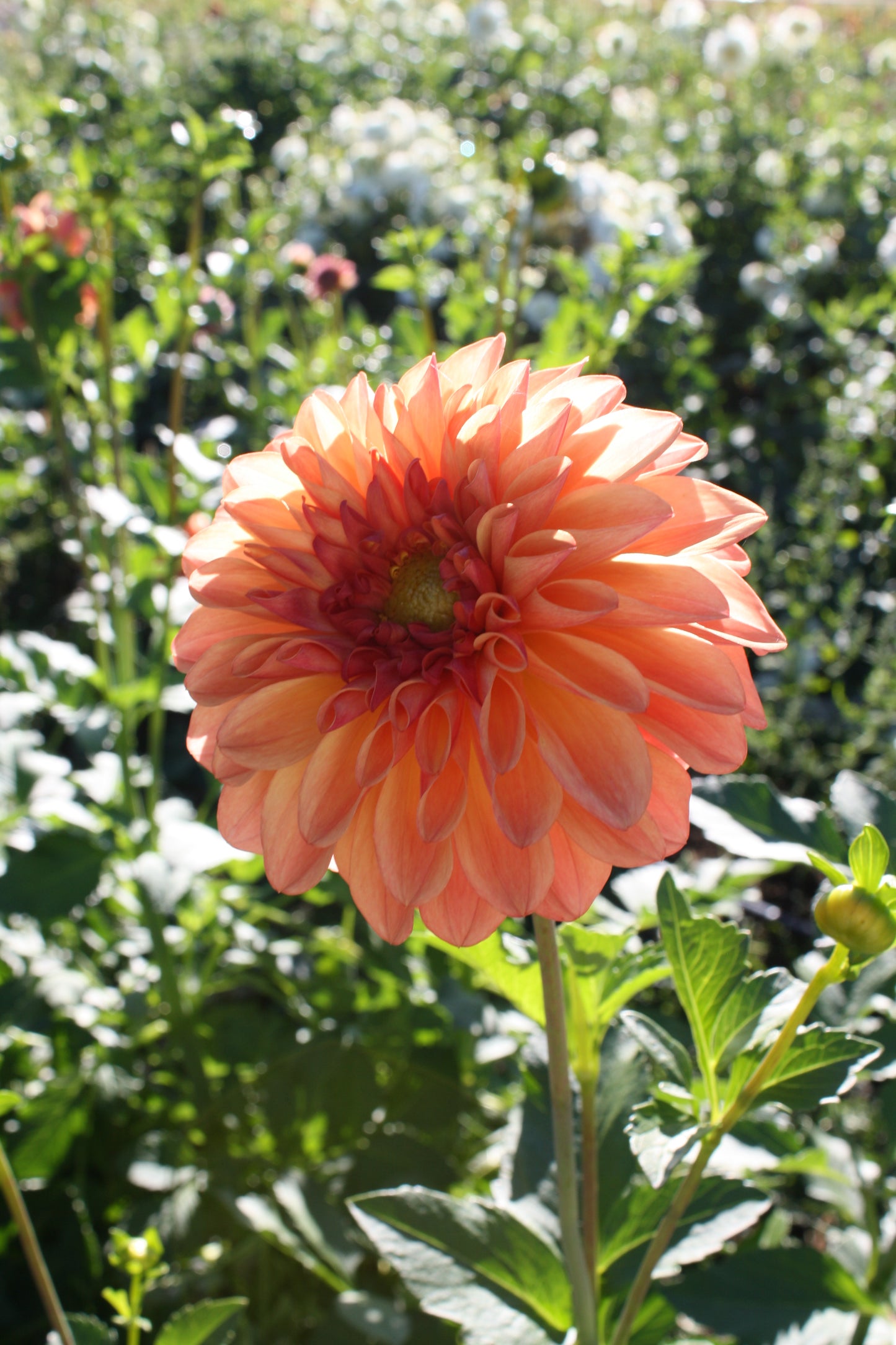 RobAnn Butterscotch Dahlia Tuber