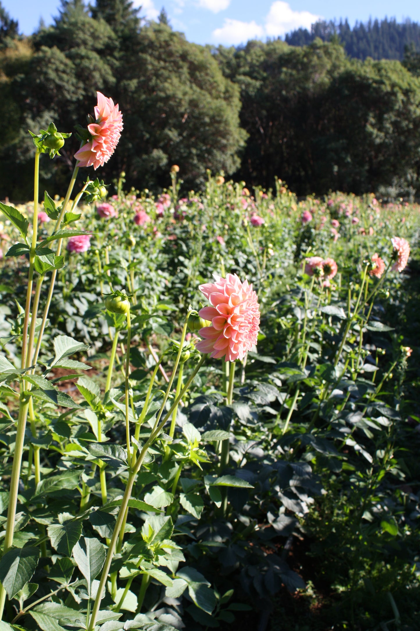 Linda's Baby Dahlia Tuber