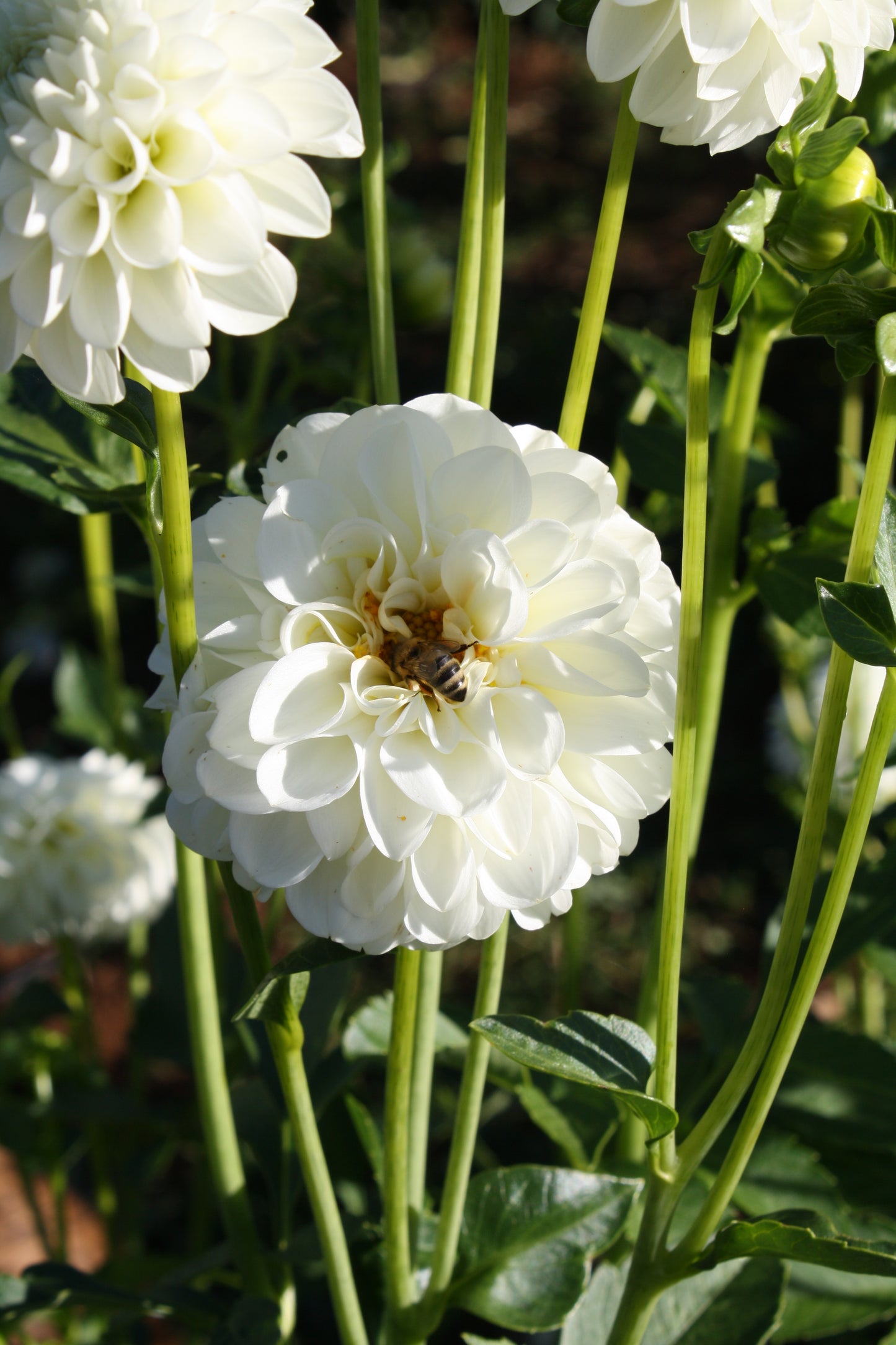 Boom Boom White Dahlia Tuber