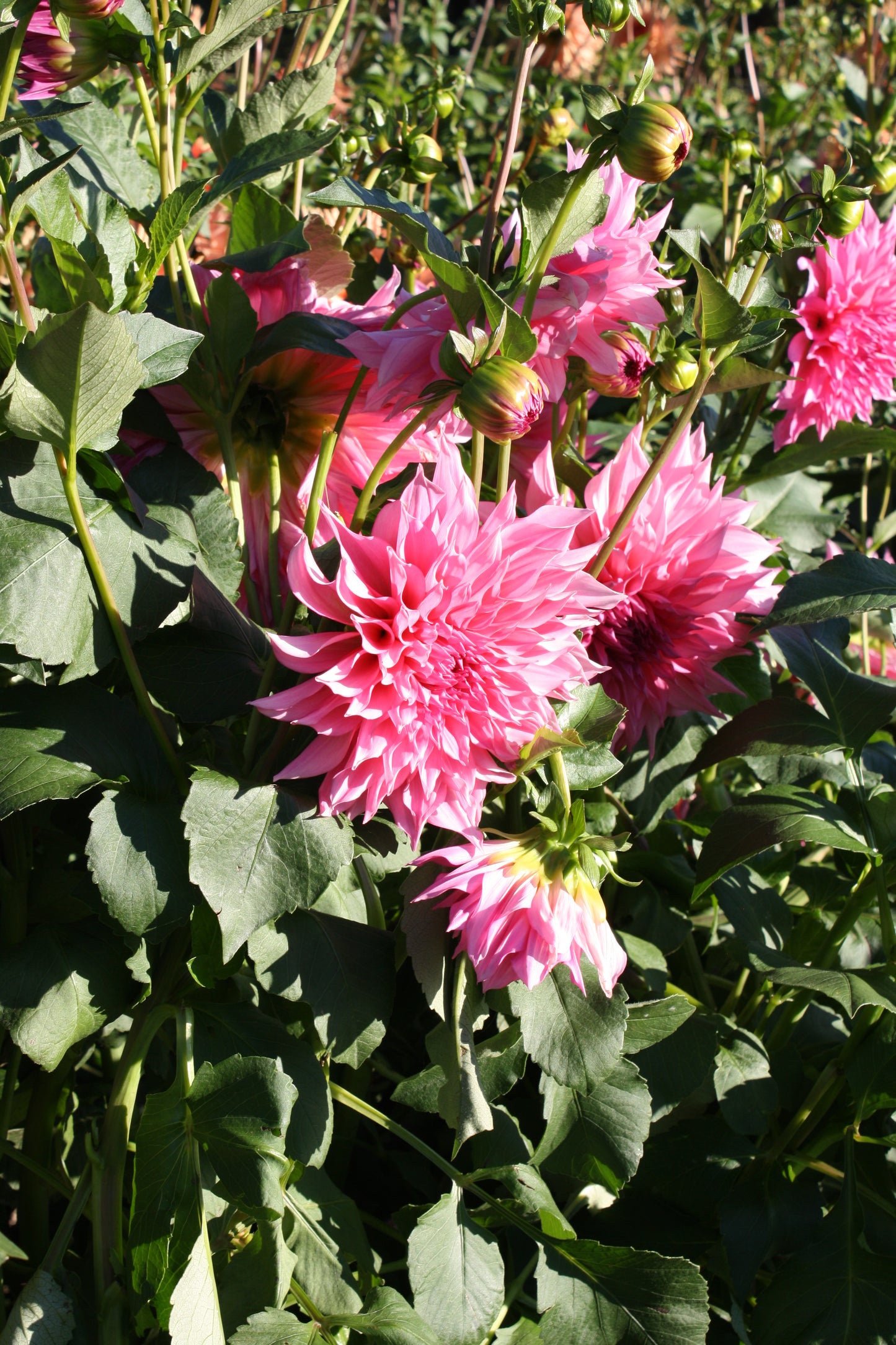 Cafe au Lait Rose Dahlia Tuber