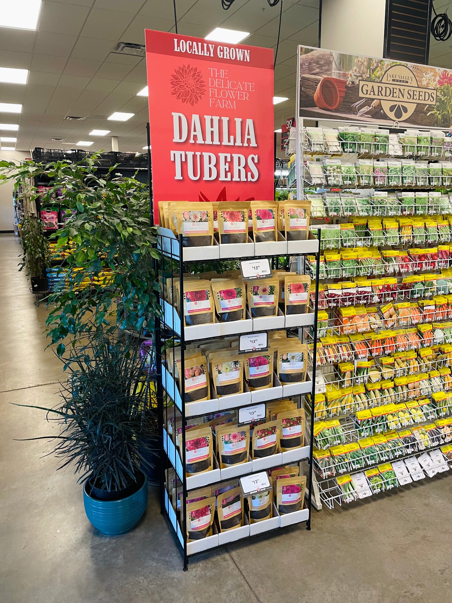 Retail Dahlia Tuber Display (120 Count)