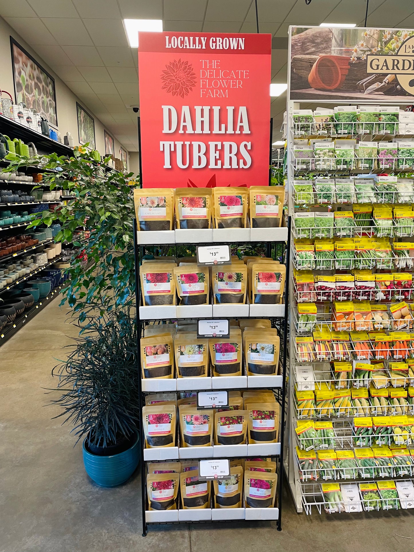 Retail Dahlia Tuber Display (120 Count)
