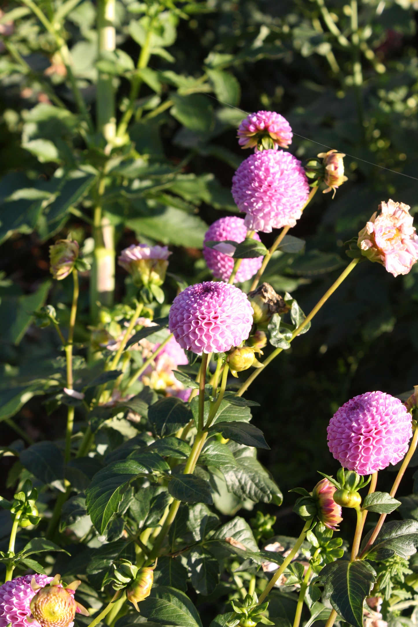 Frank Holmes Dahlia Tuber
