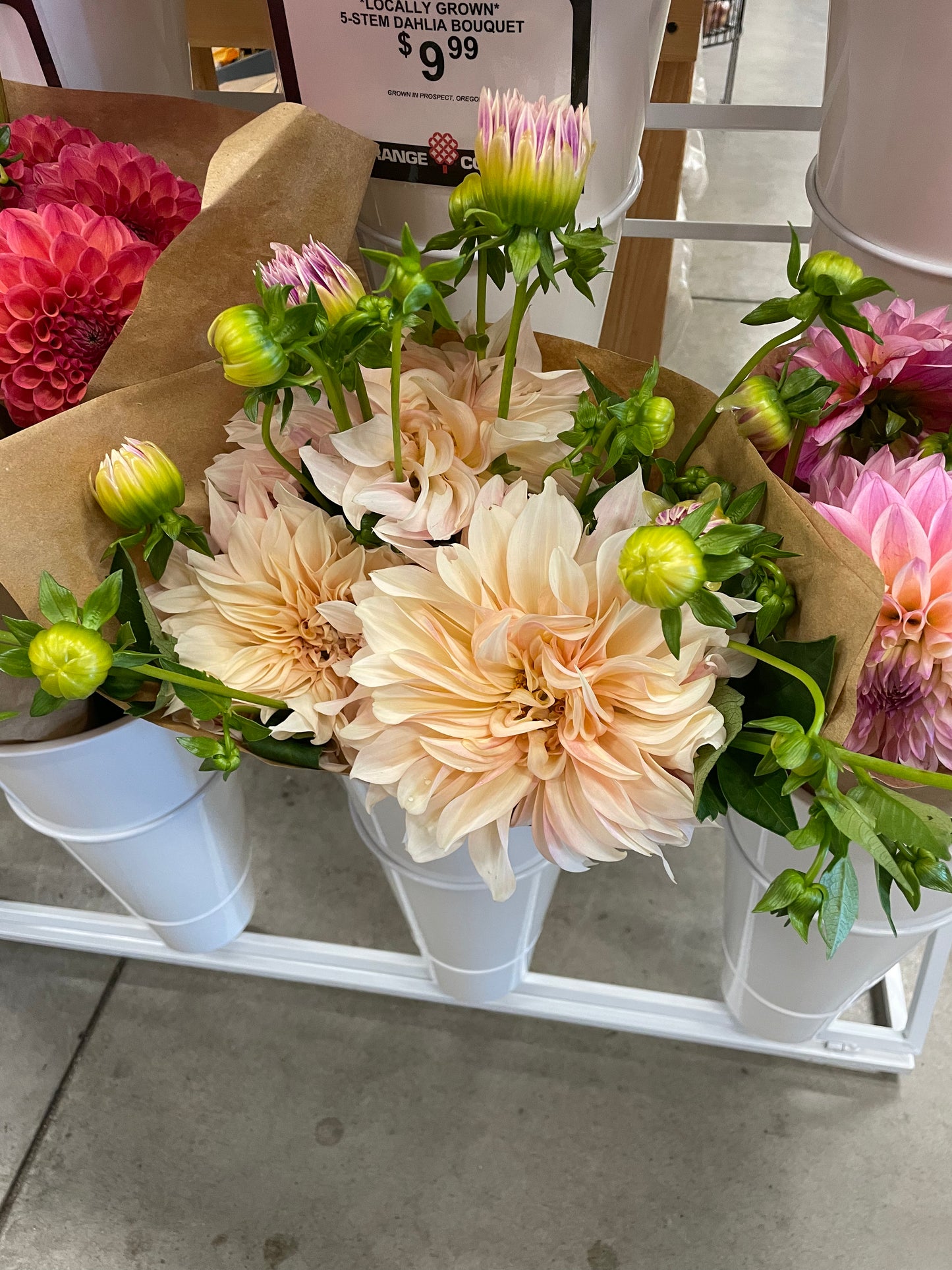 Cafe au Lait Dahlia Tuber