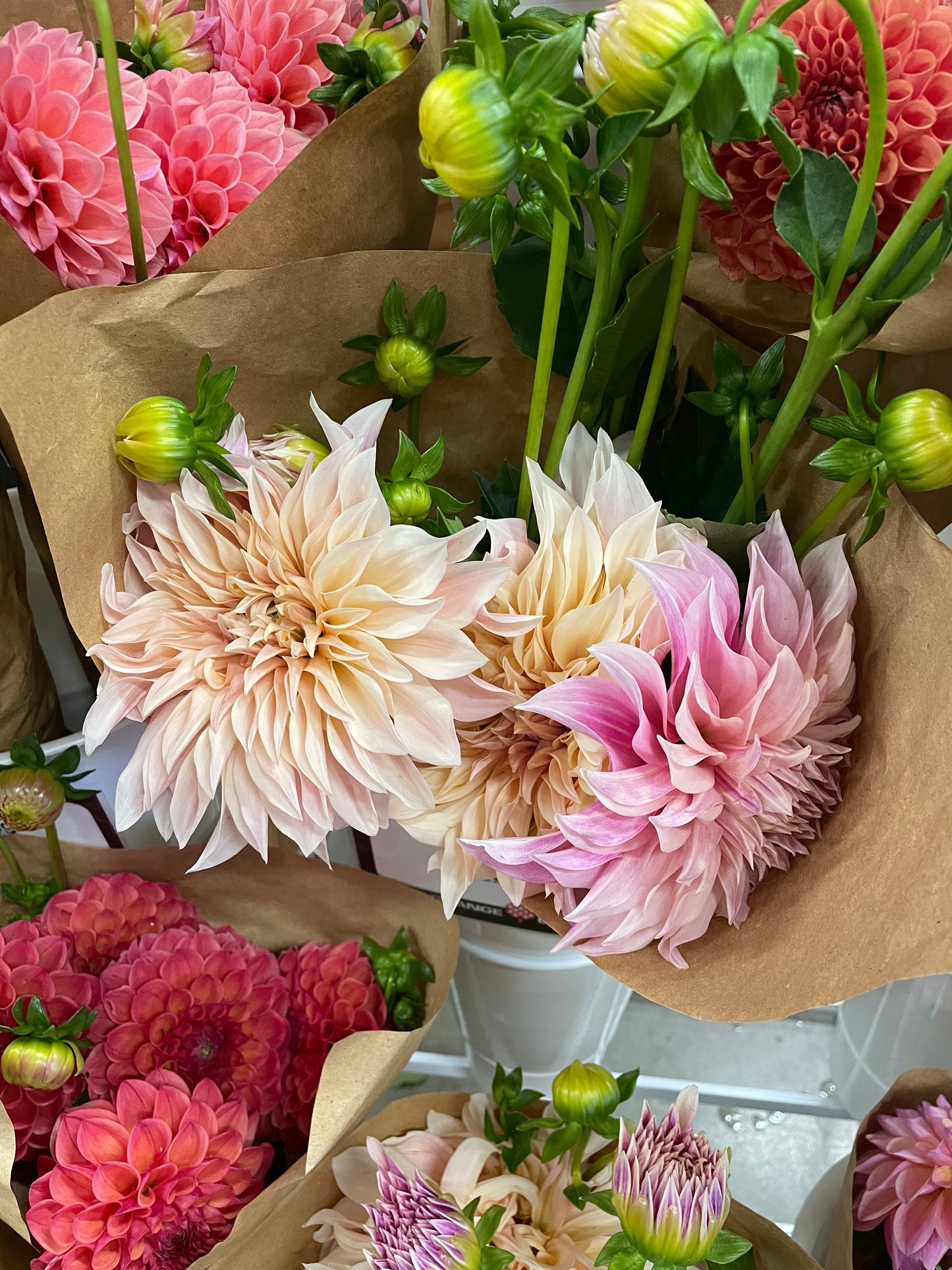 Cafe au Lait Dahlia Tuber