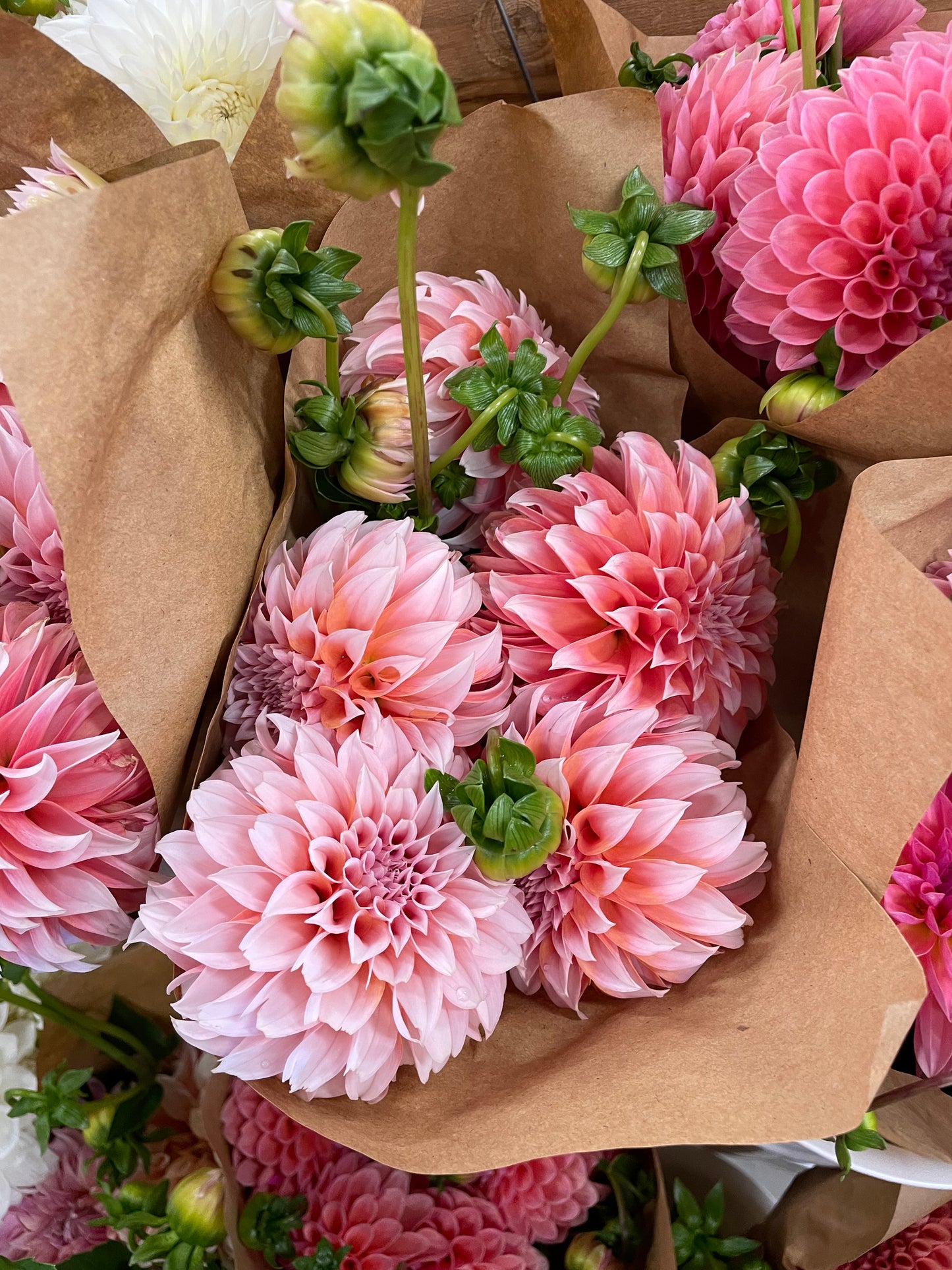 Peaches 'N Cream Dahlia Tuber