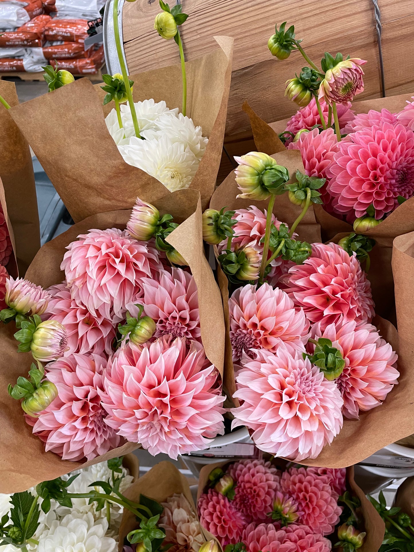 Peaches 'N Cream Dahlia Tuber