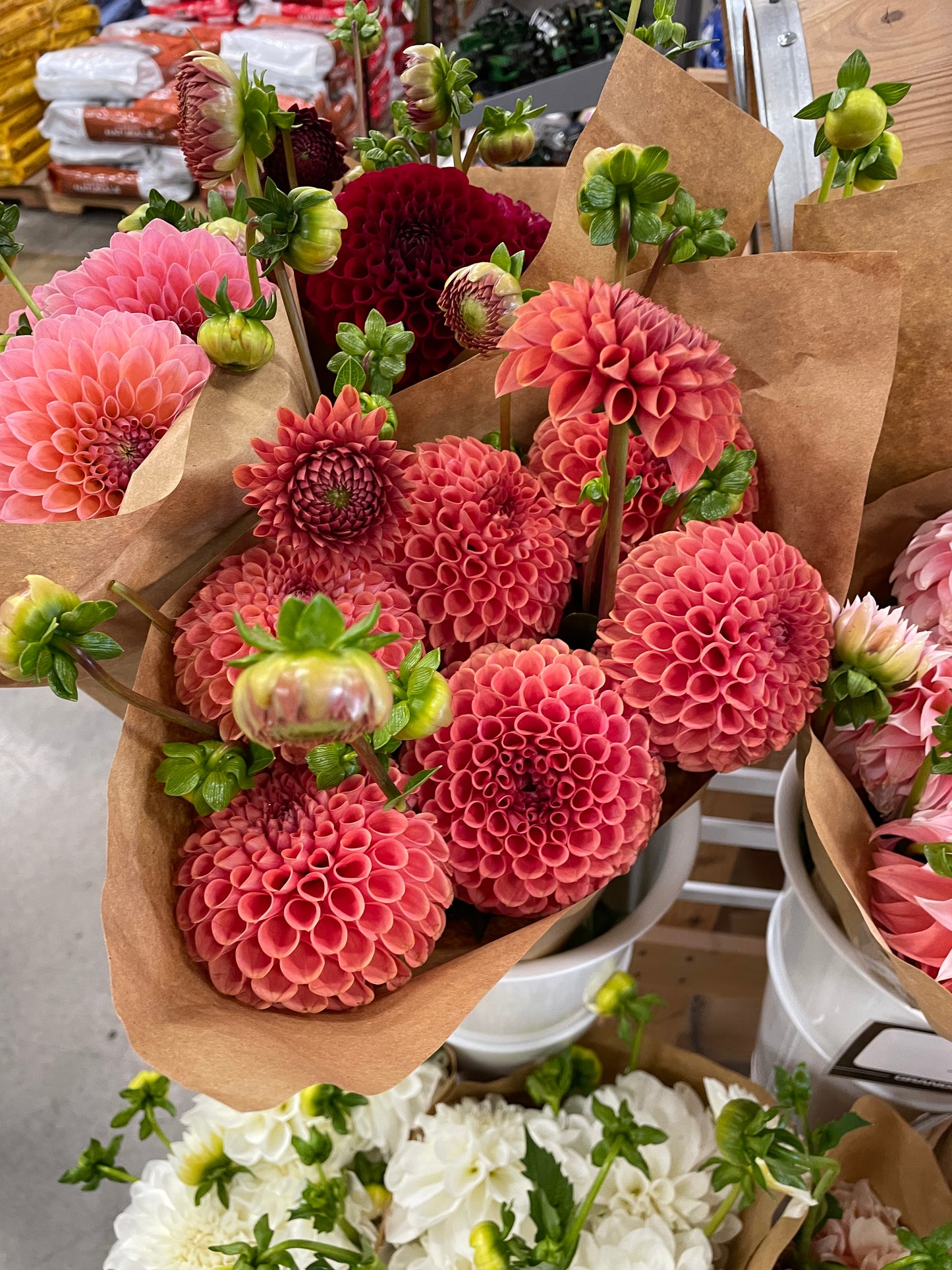 Cornel Bronze Dahlia Tuber