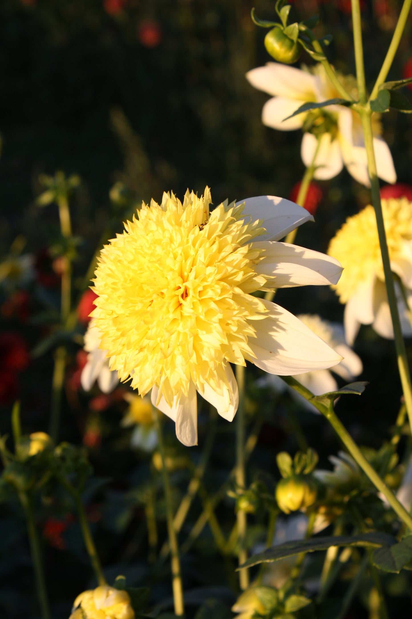 Sandia Summertime Dahlia Tuber