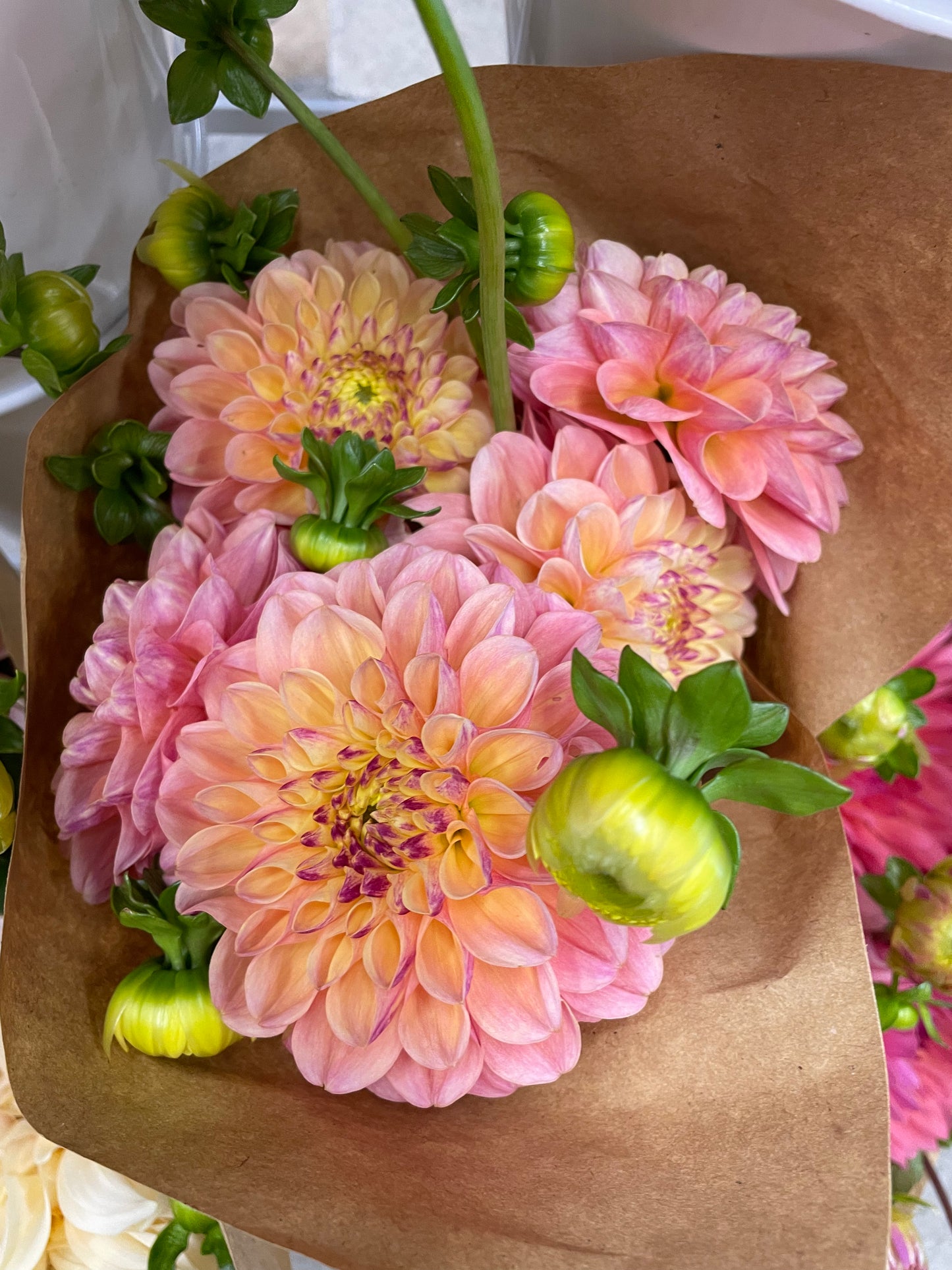 Wine Eyed Jill Dahlia Tuber