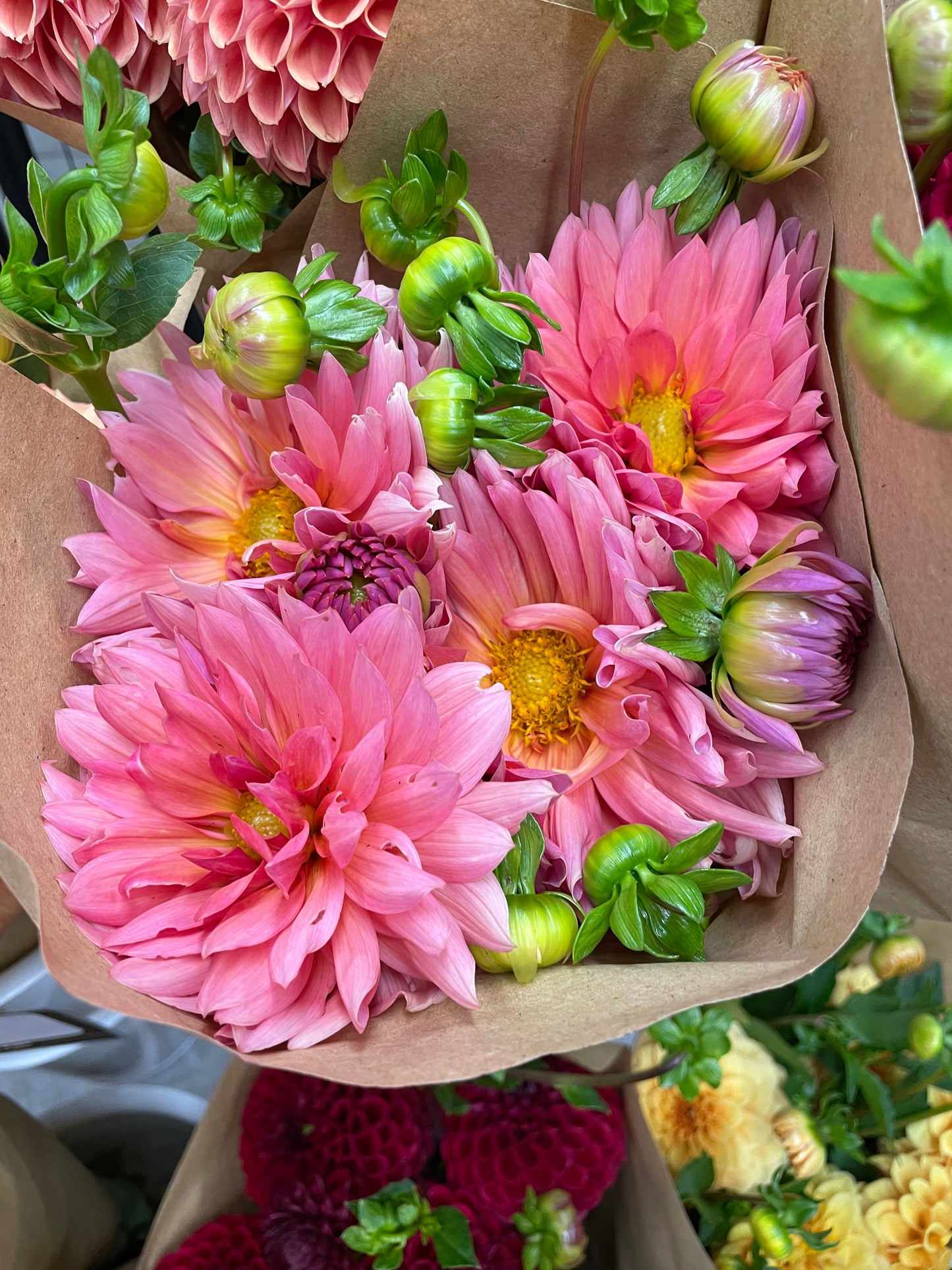 Sonic Bloom Dahlia Tuber