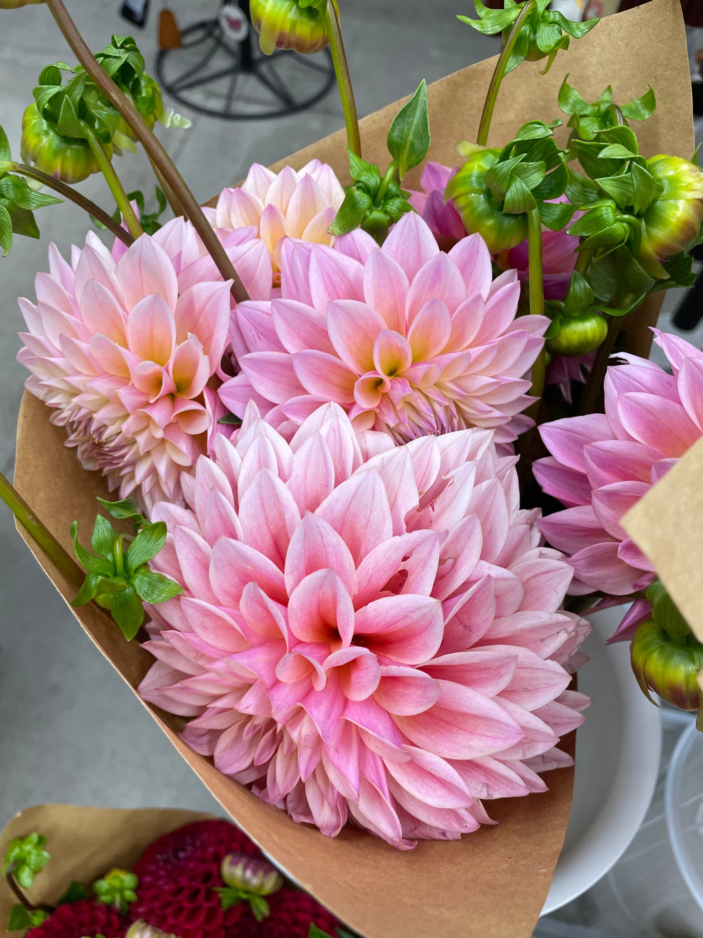 Coralie Dahlia Tuber