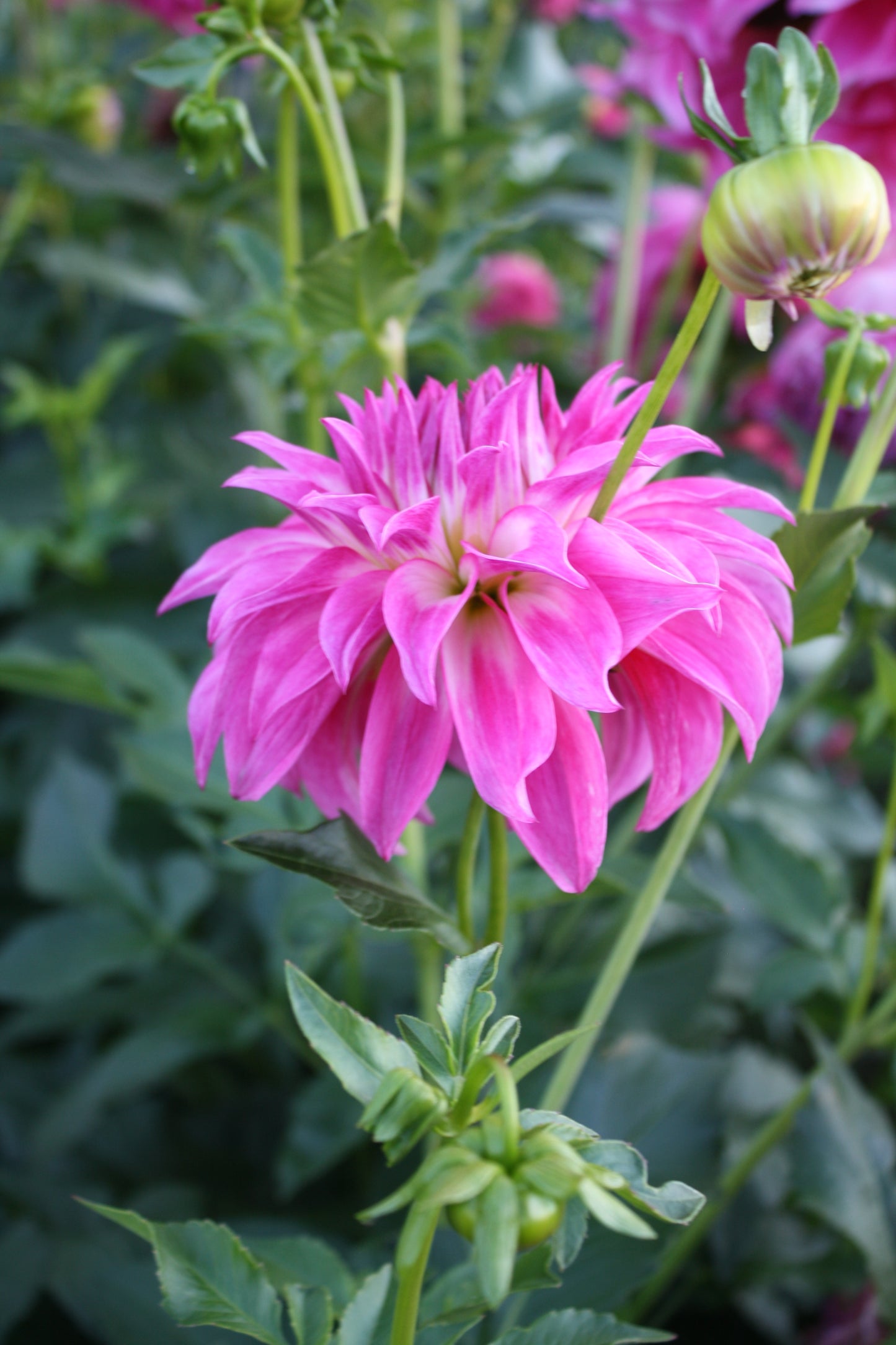 Colorado Classic Dahlia Tuber