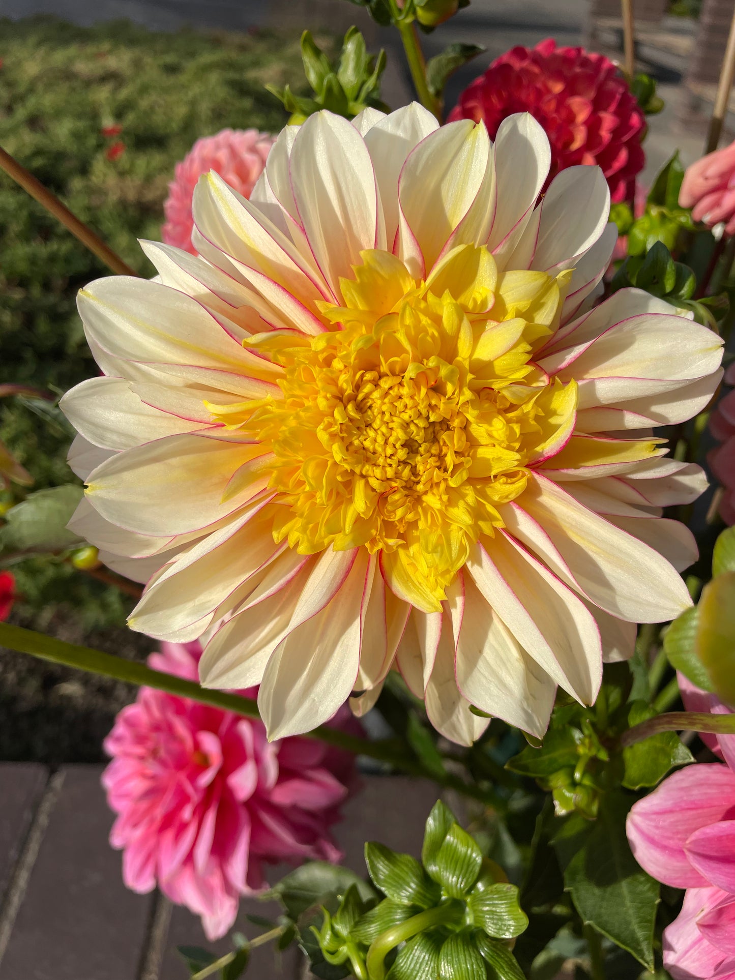 Polka Dahlia Tuber
