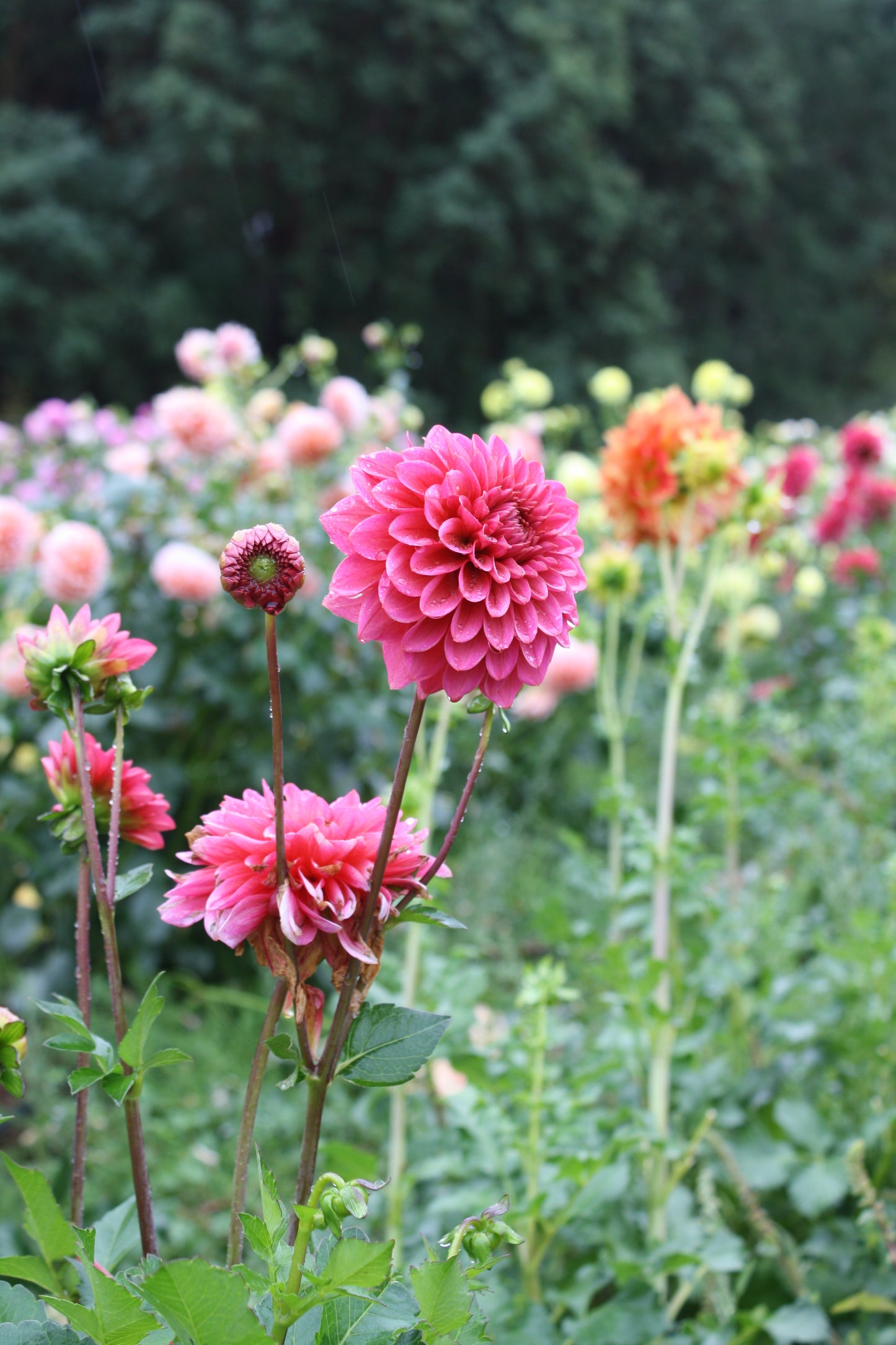 Salmon Runner Dahlia Tuber