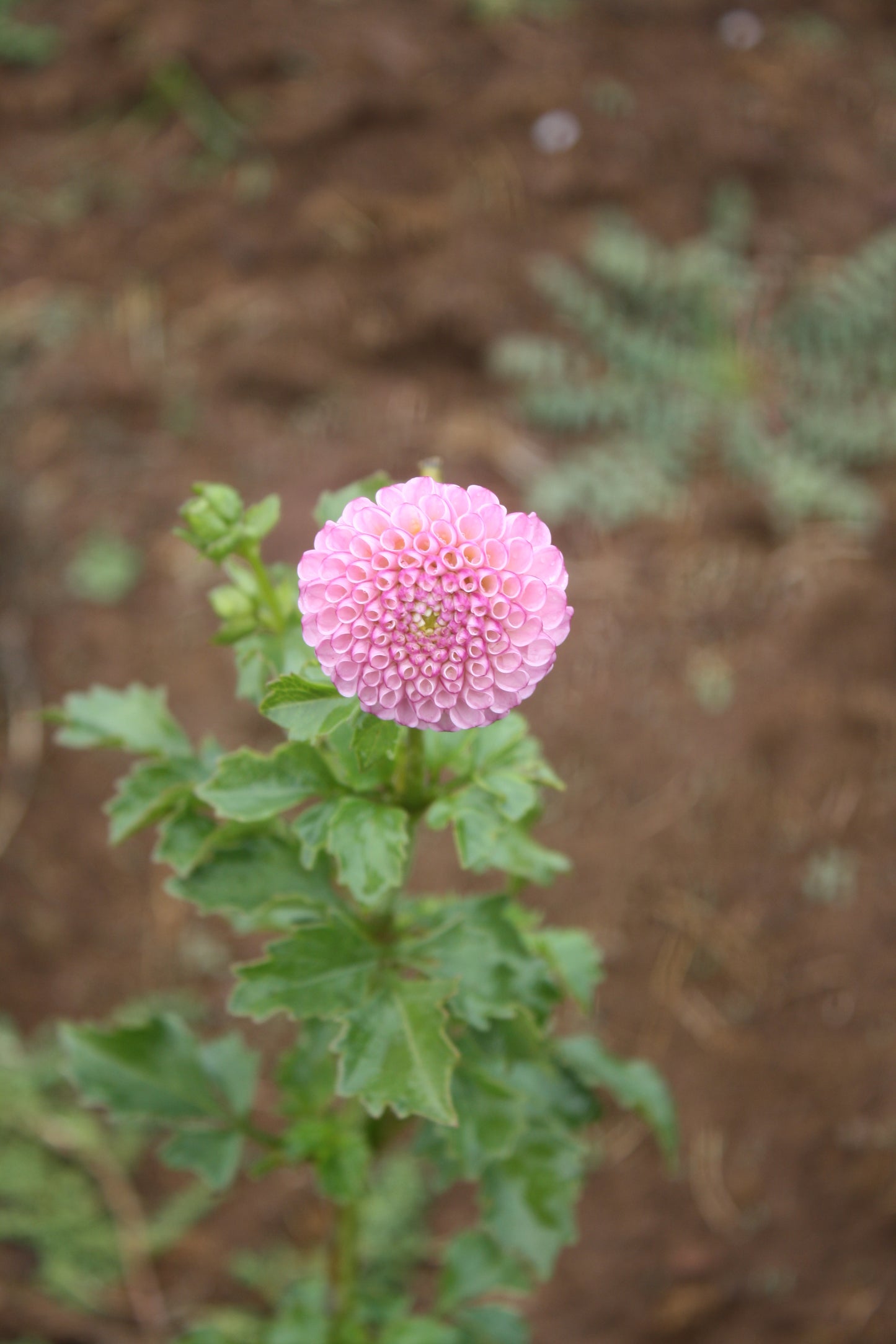 Zippity Do Da Dahlia Tuber