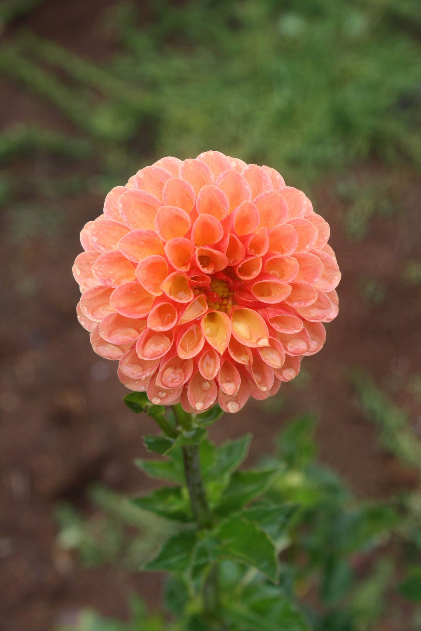 Valley Rust Bucket Dahlia Tuber