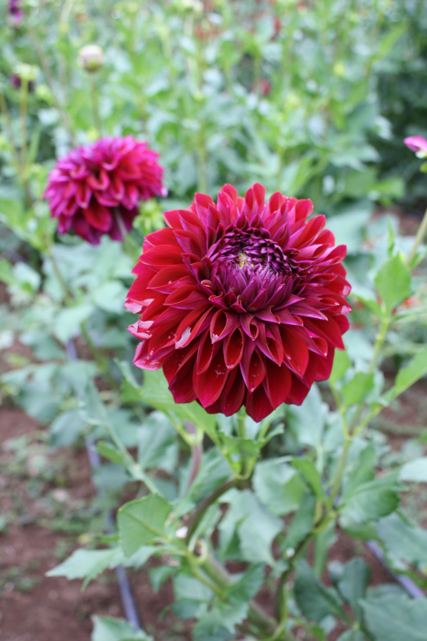 Diva Dahlia Tuber