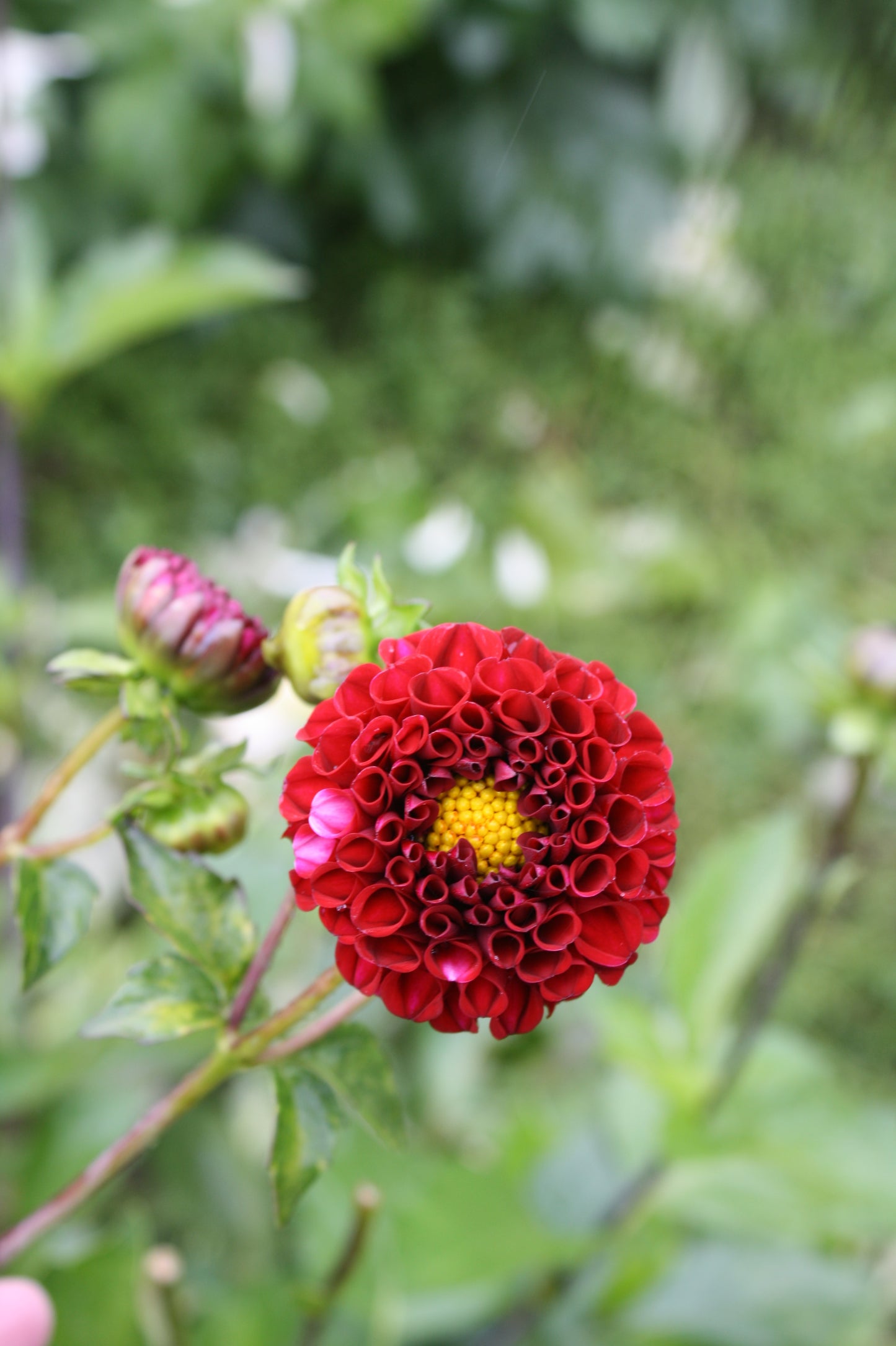 Chick A Dee Dahlia Tuber
