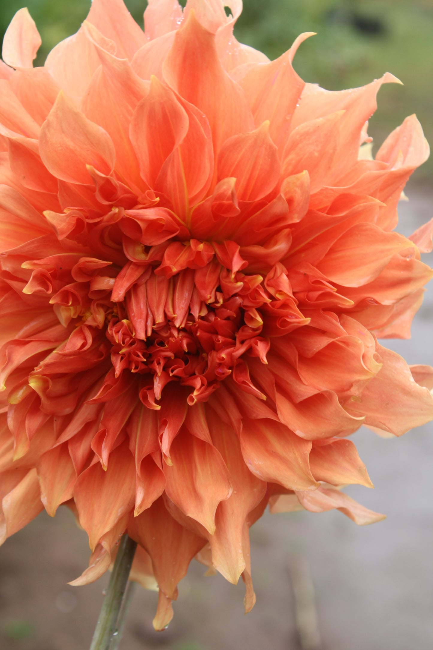 Sierra Glow Dahlia Tuber