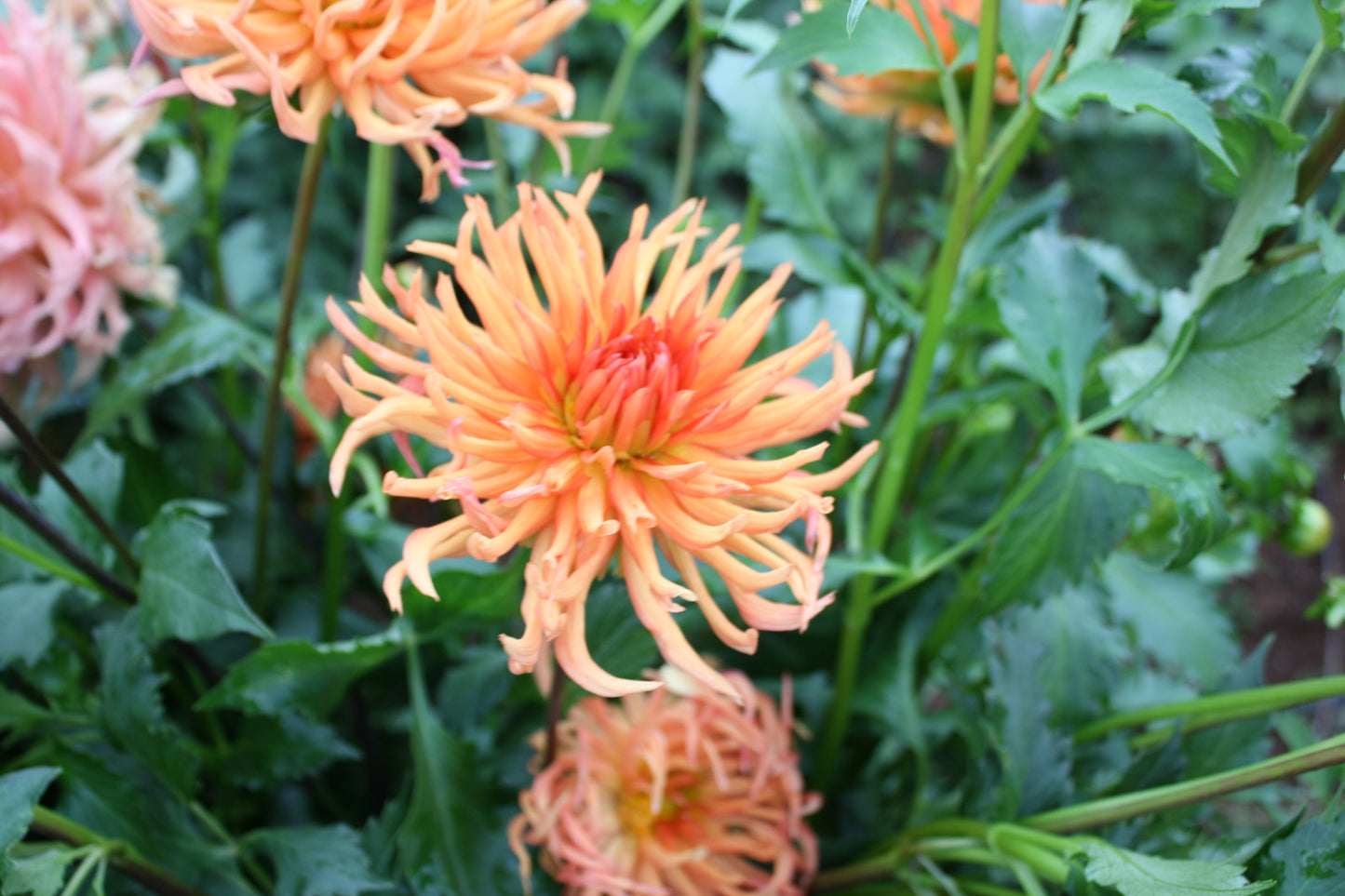 Bed Head Dahlia Tuber