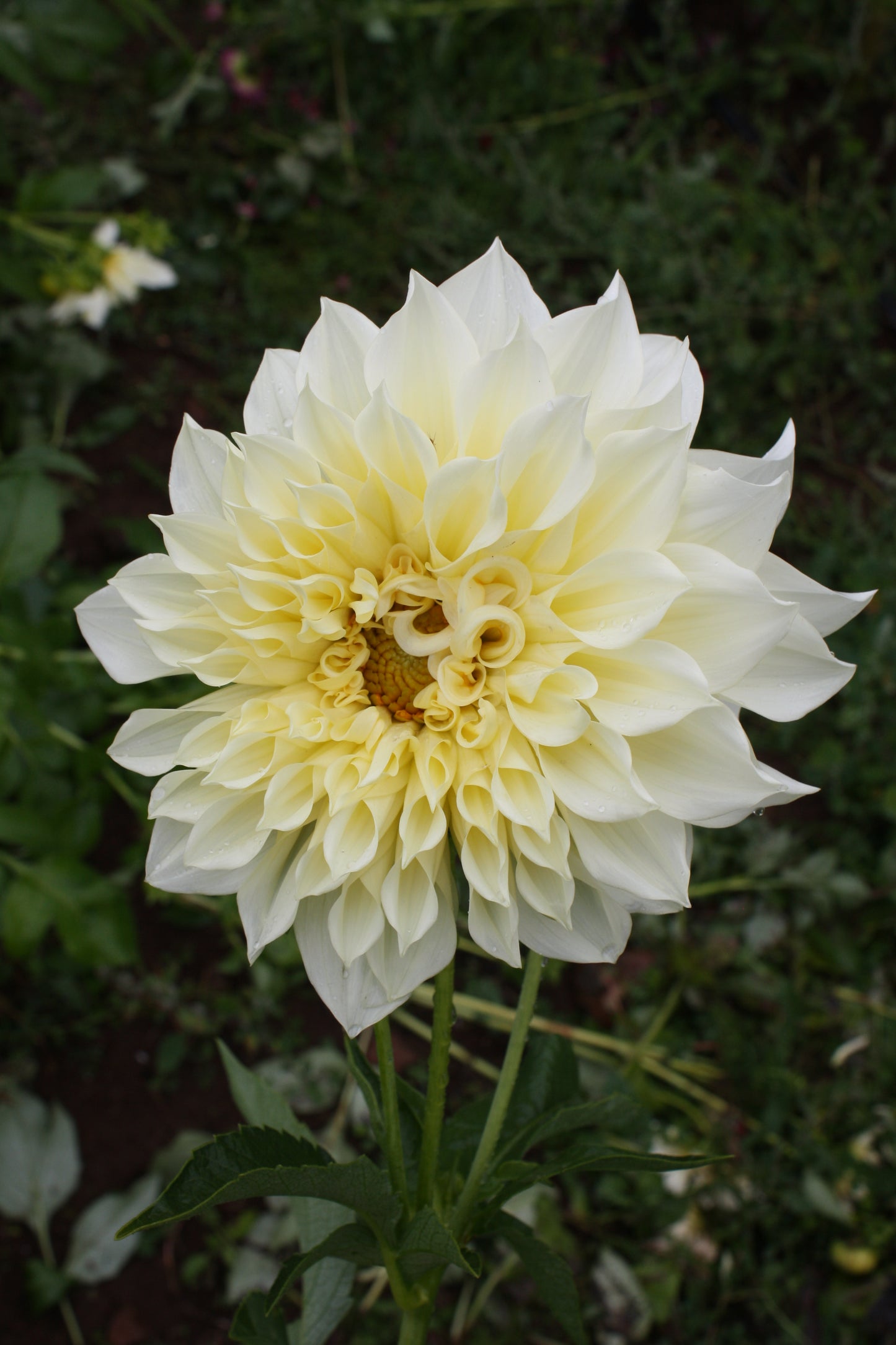 Cafe au Lait Supreme Dahlia Tuber