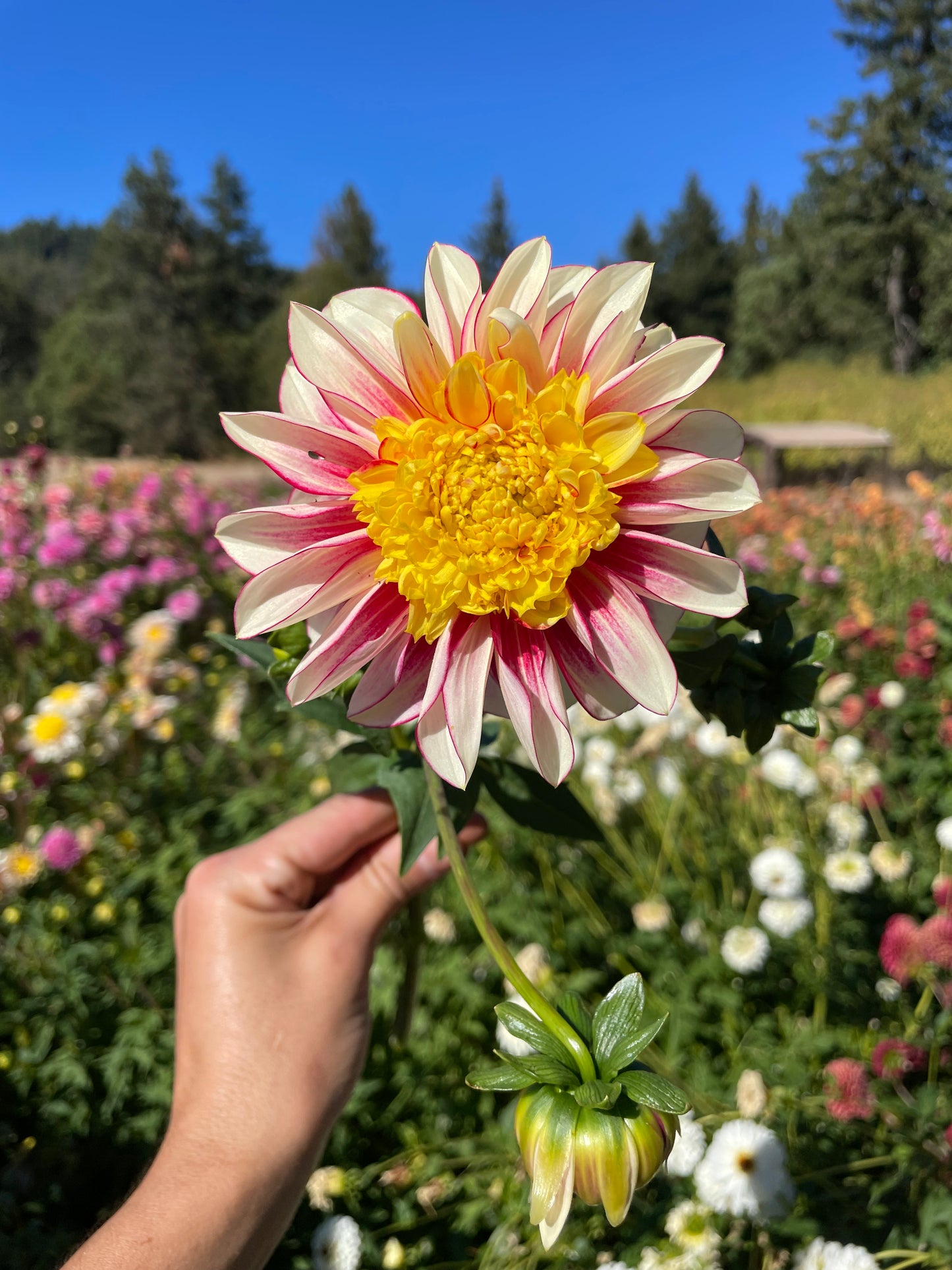 Polka Dahlia Tuber
