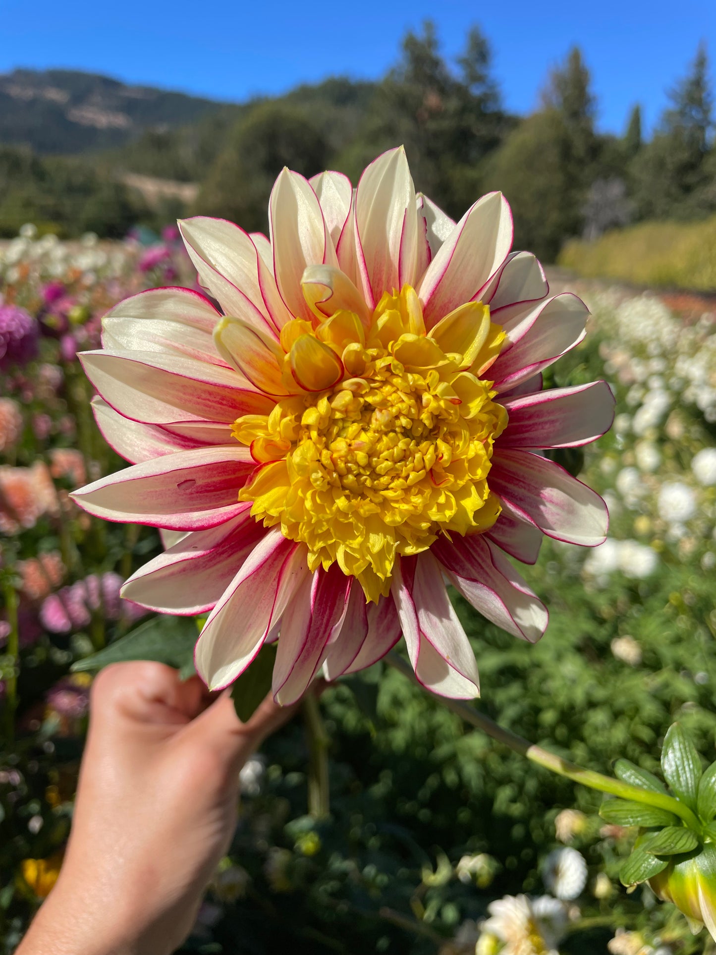 Polka Dahlia Tuber