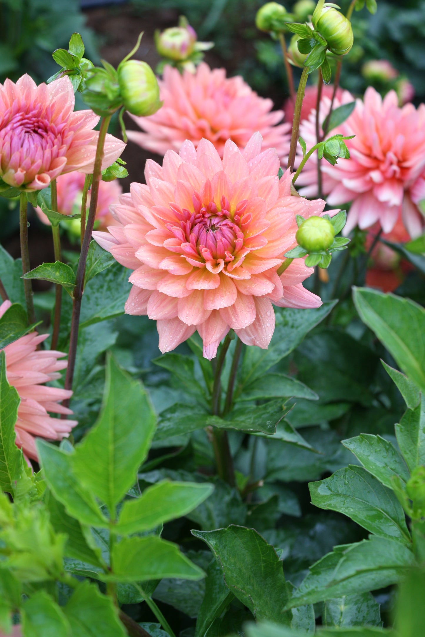 Preference Dahlia Tuber