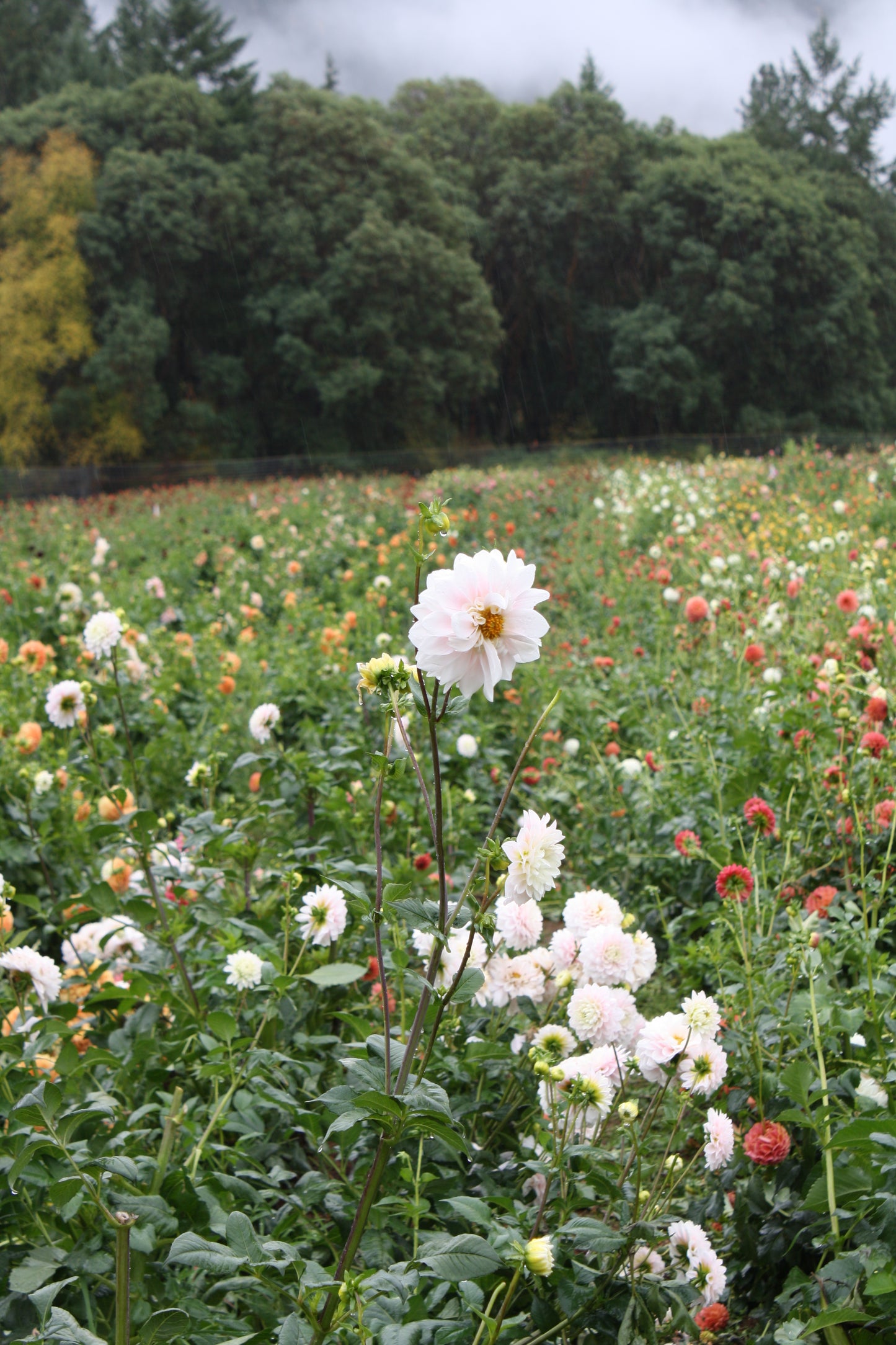 Chilson's Pride Dahlia Tuber