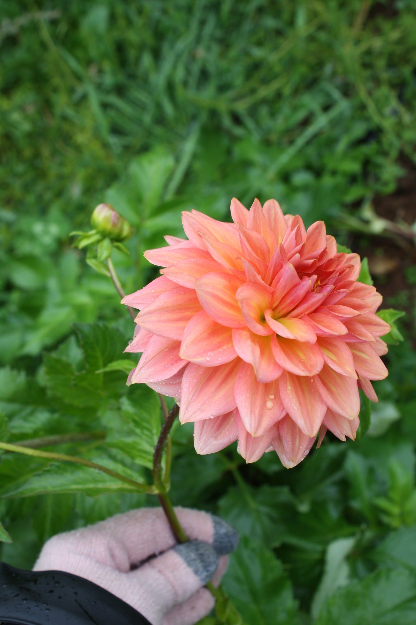 Connecticut Coral Dahlia Tuber