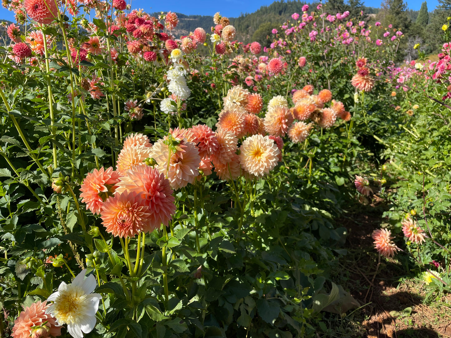 Hamilton Lillian Dahlia Tuber