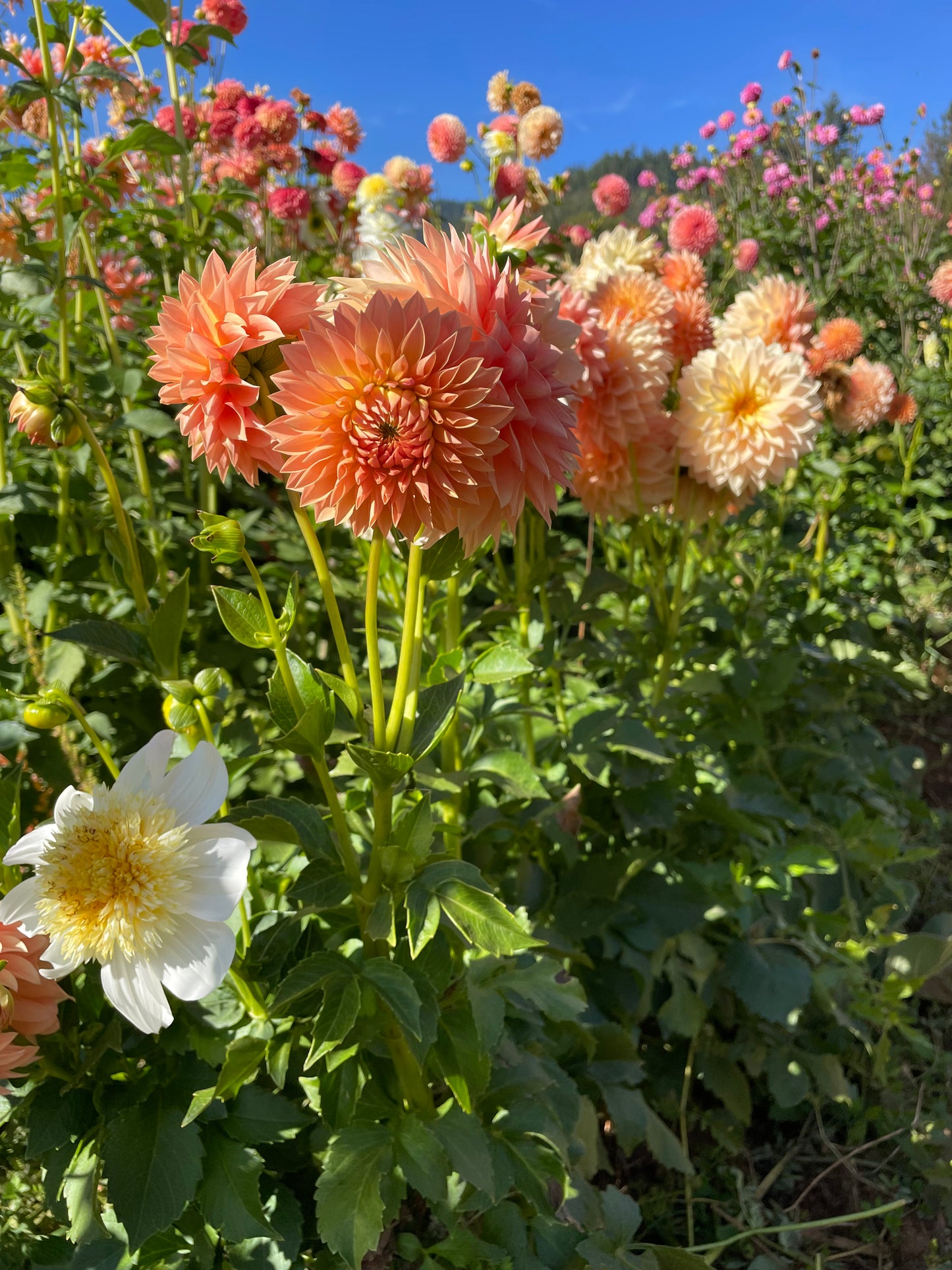 Hamilton Lillian Dahlia Tuber