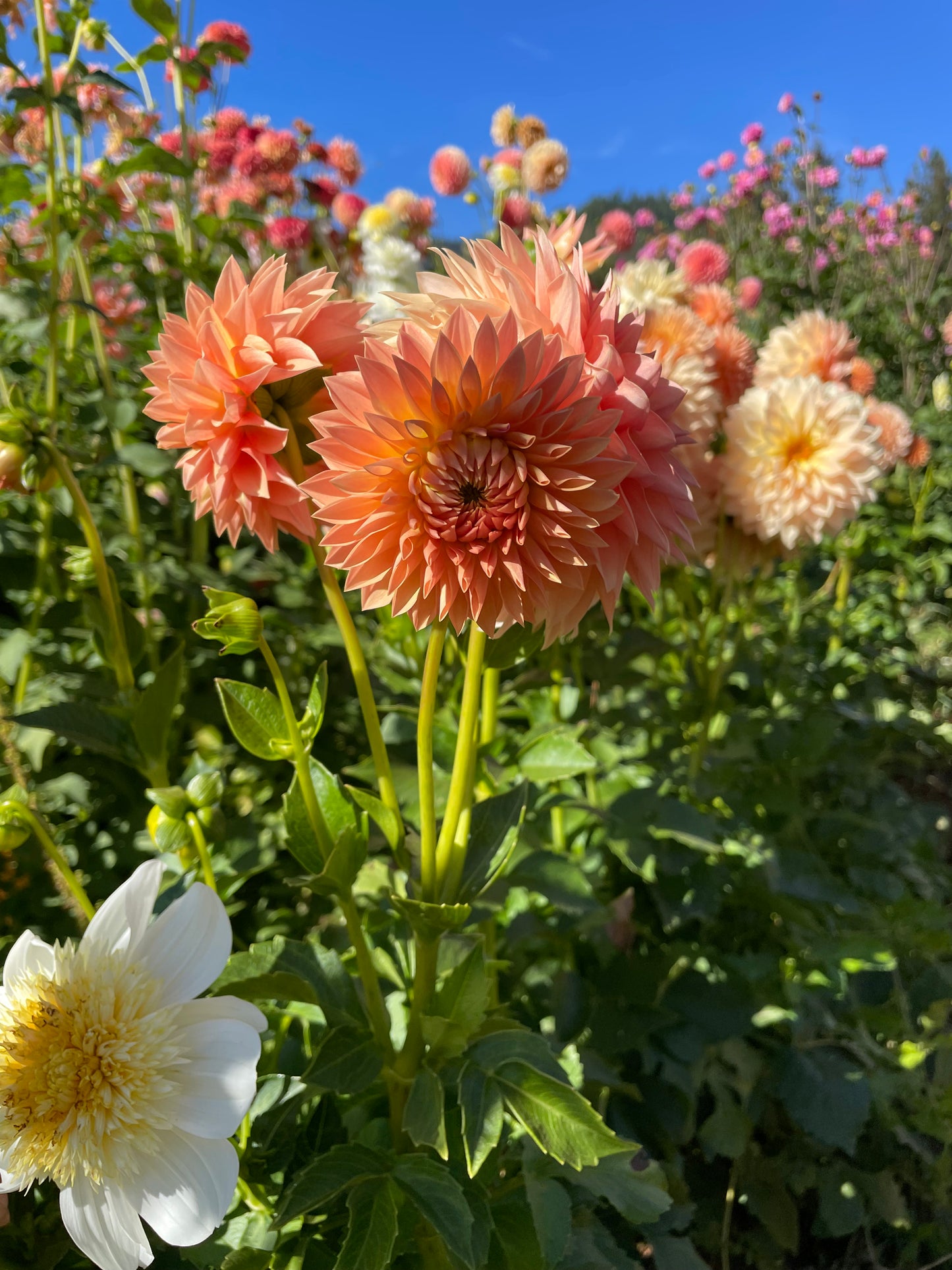 Hamilton Lillian Dahlia Tuber