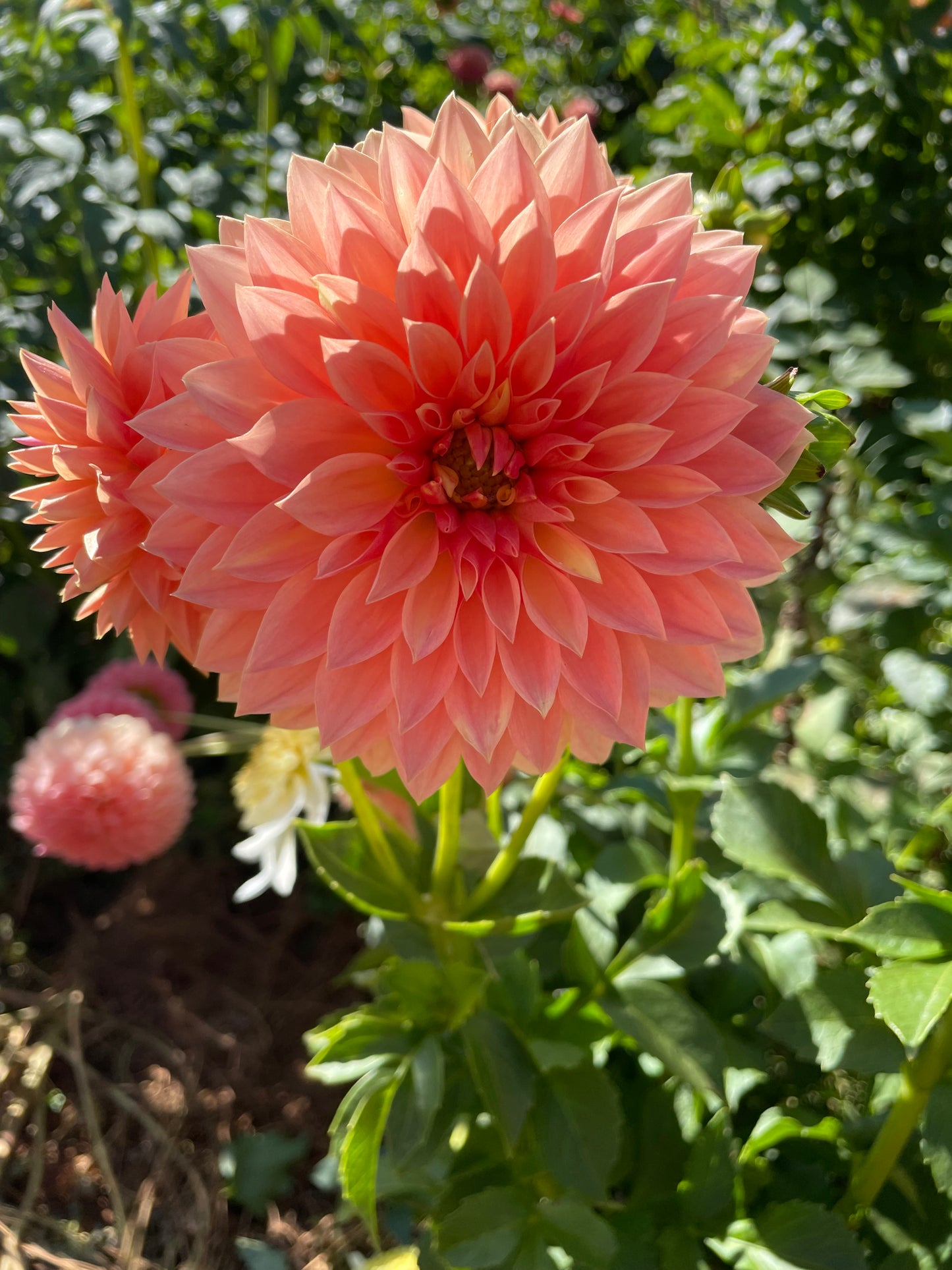Hamilton Lillian Dahlia Tuber