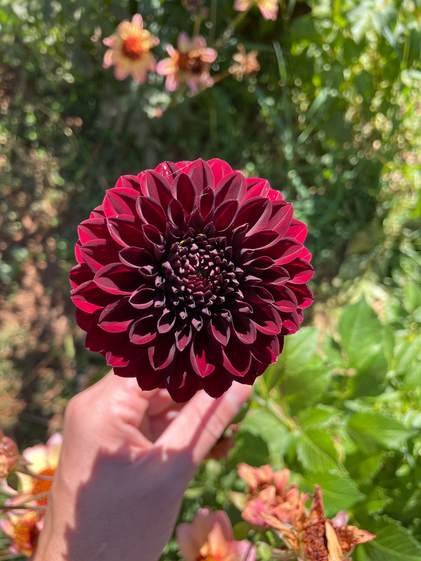 Black Satin Dahlia Tuber