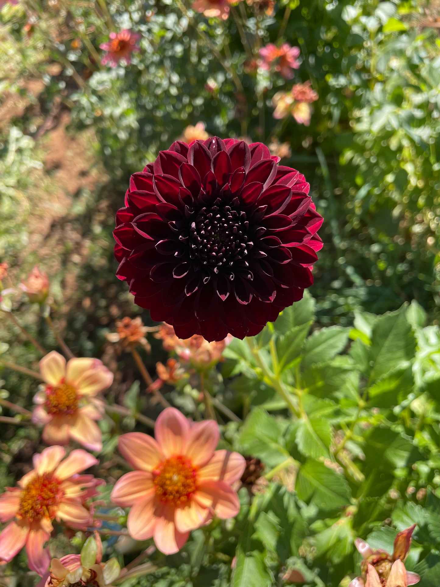 Black Satin Dahlia Tuber