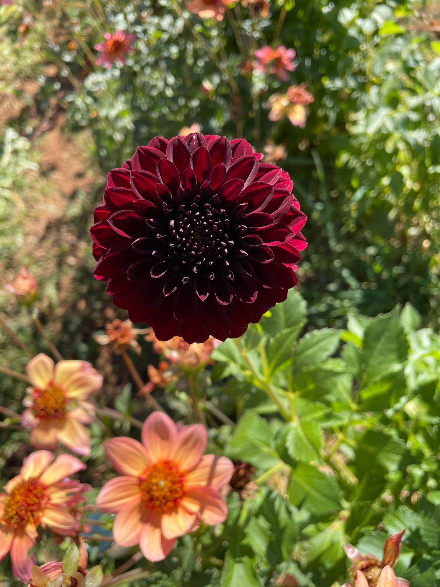 Black Satin Dahlia Tuber