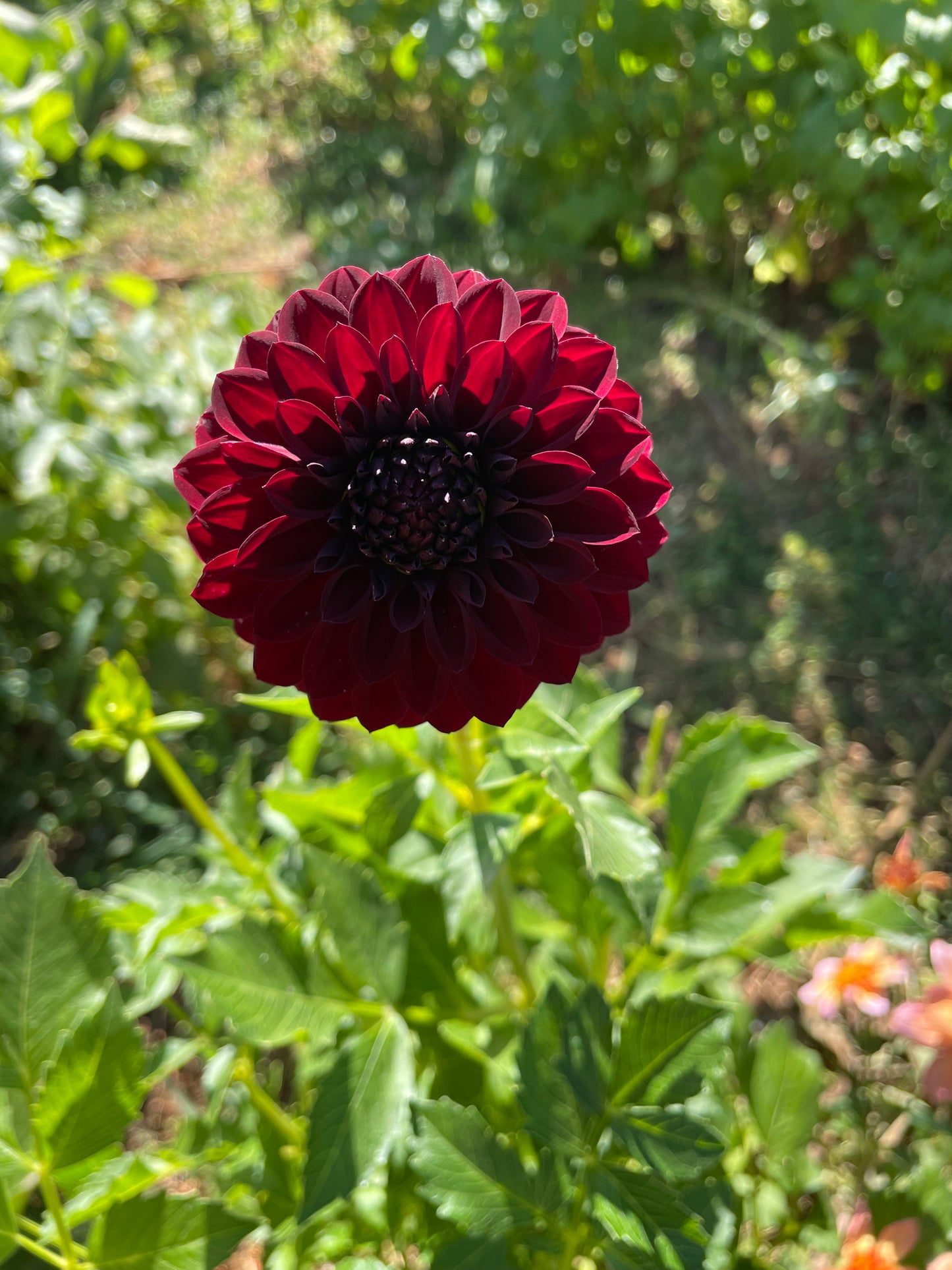 Black Satin Dahlia Tuber