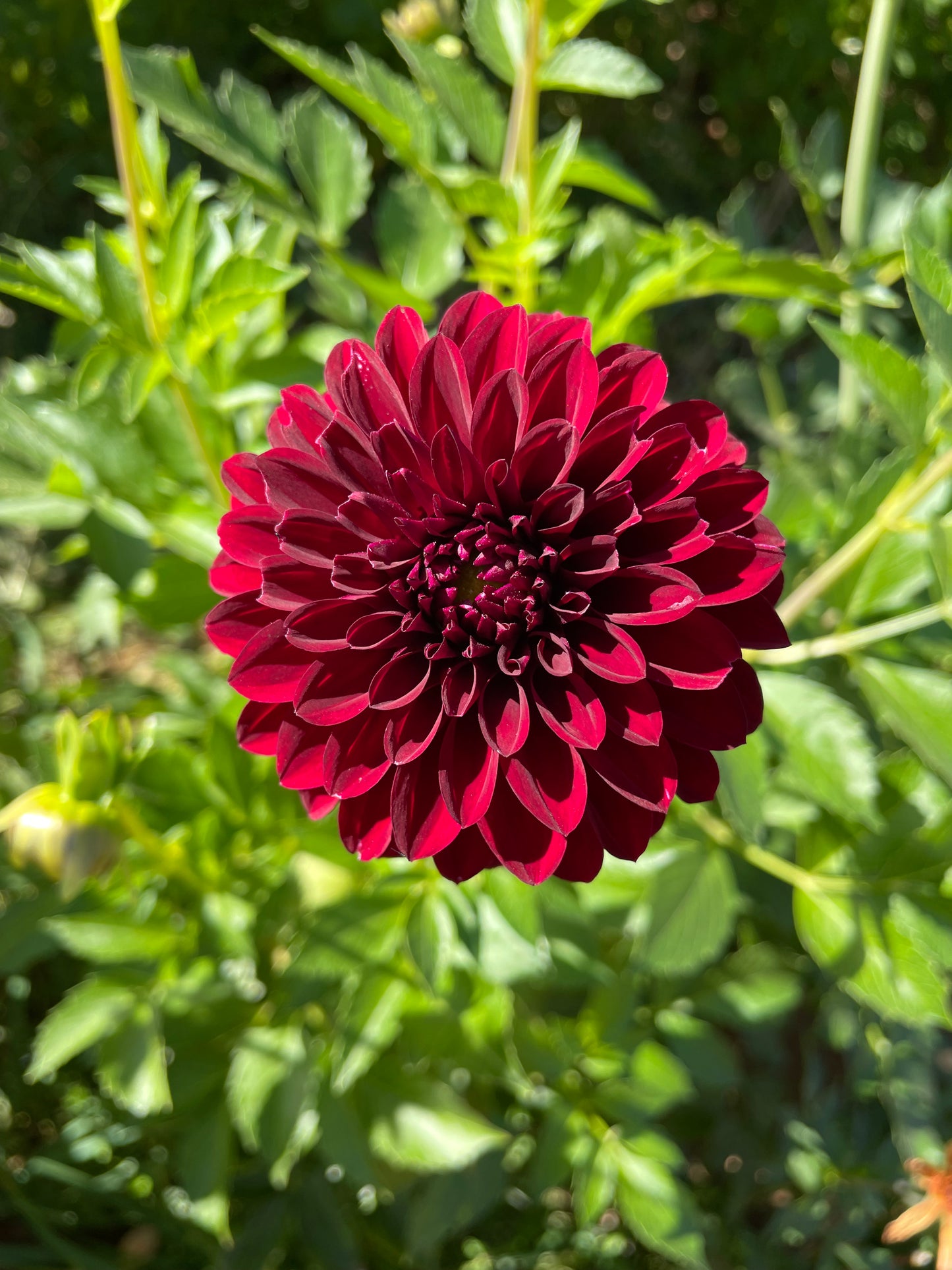 Black Satin Dahlia Tuber