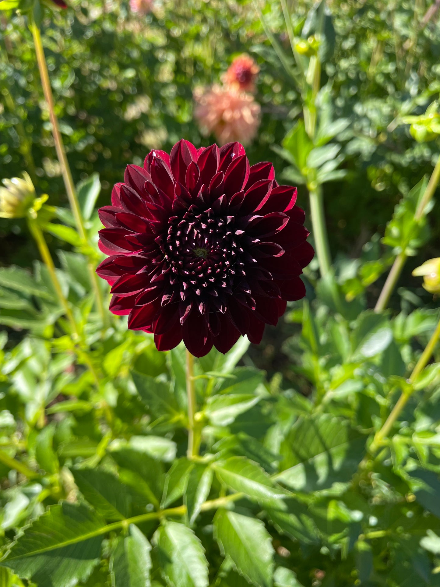 Black Satin Dahlia Tuber
