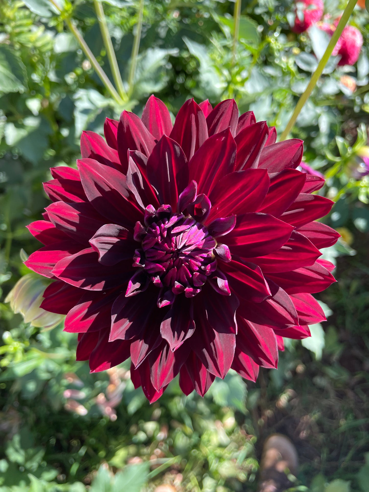 Hollyhill Black Beauty Dahlia Tuber