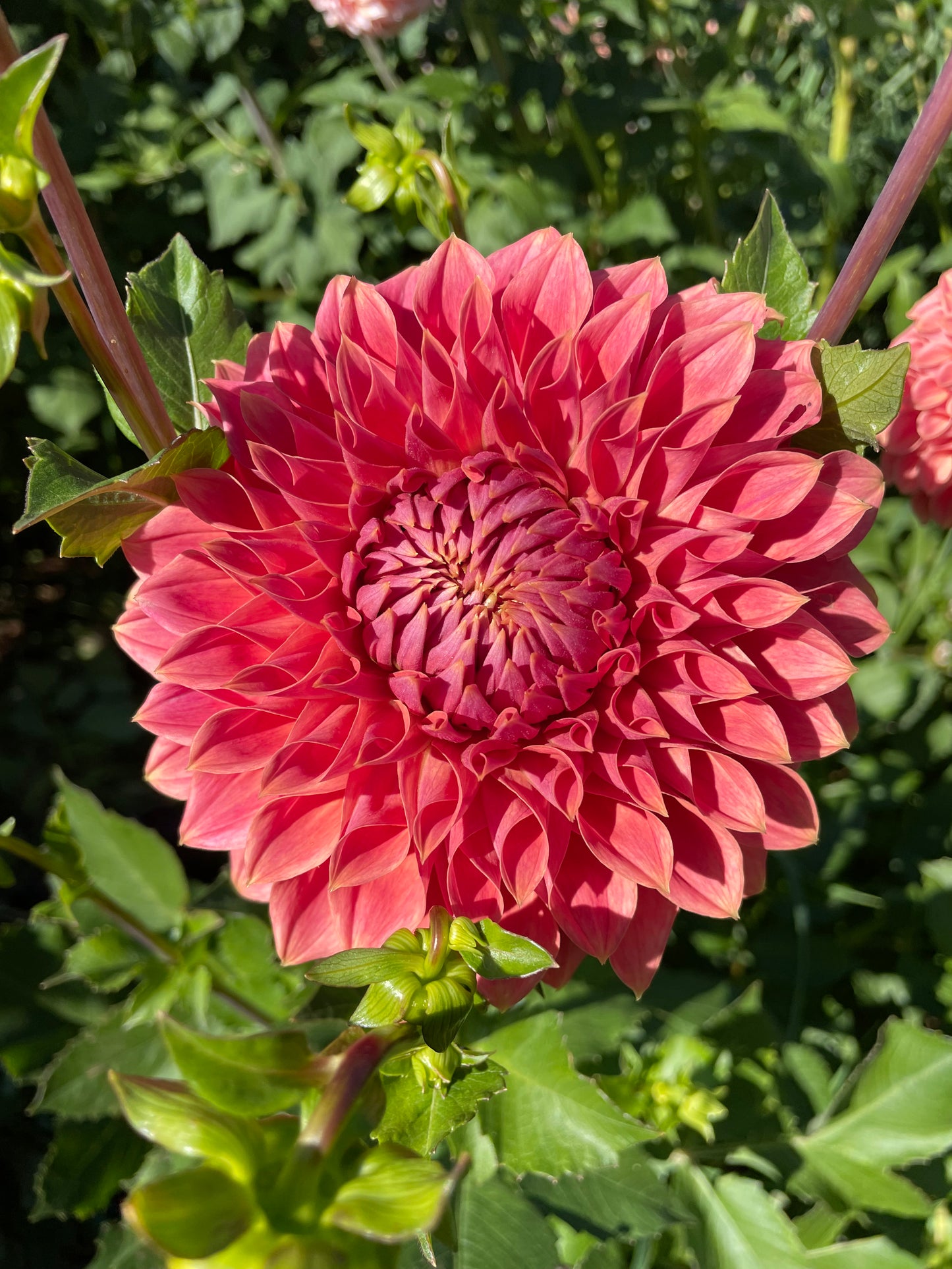 Hy Patti Dahlia Tuber