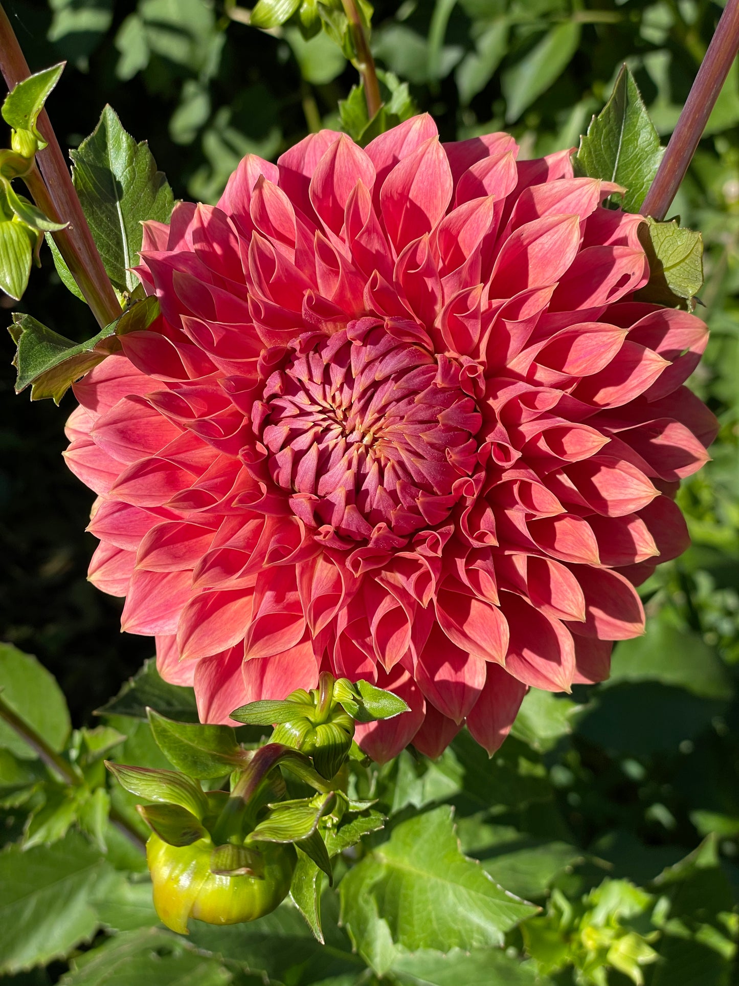 Hy Patti Dahlia Tuber