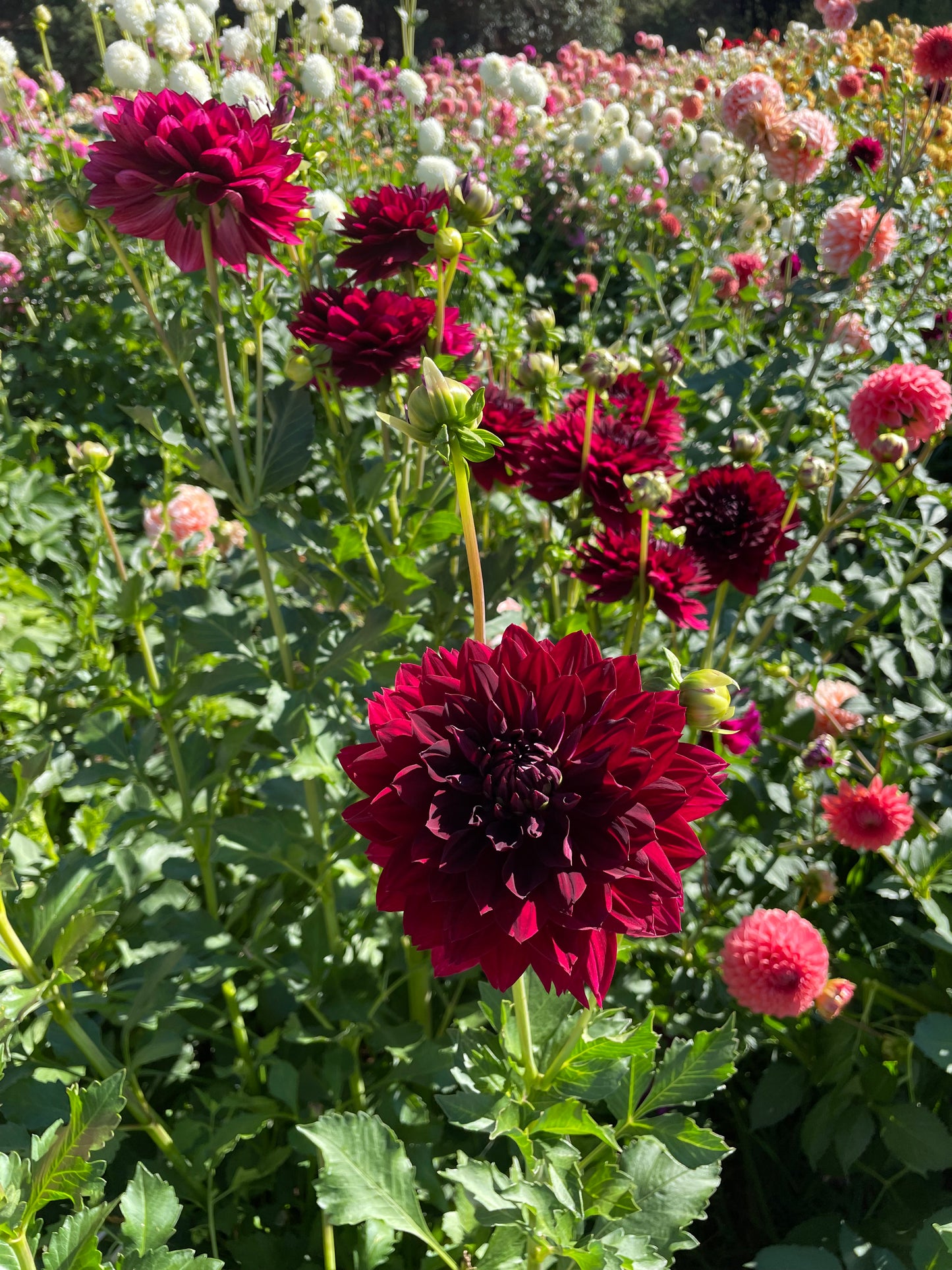 Hollyhill Black Beauty Dahlia Tuber