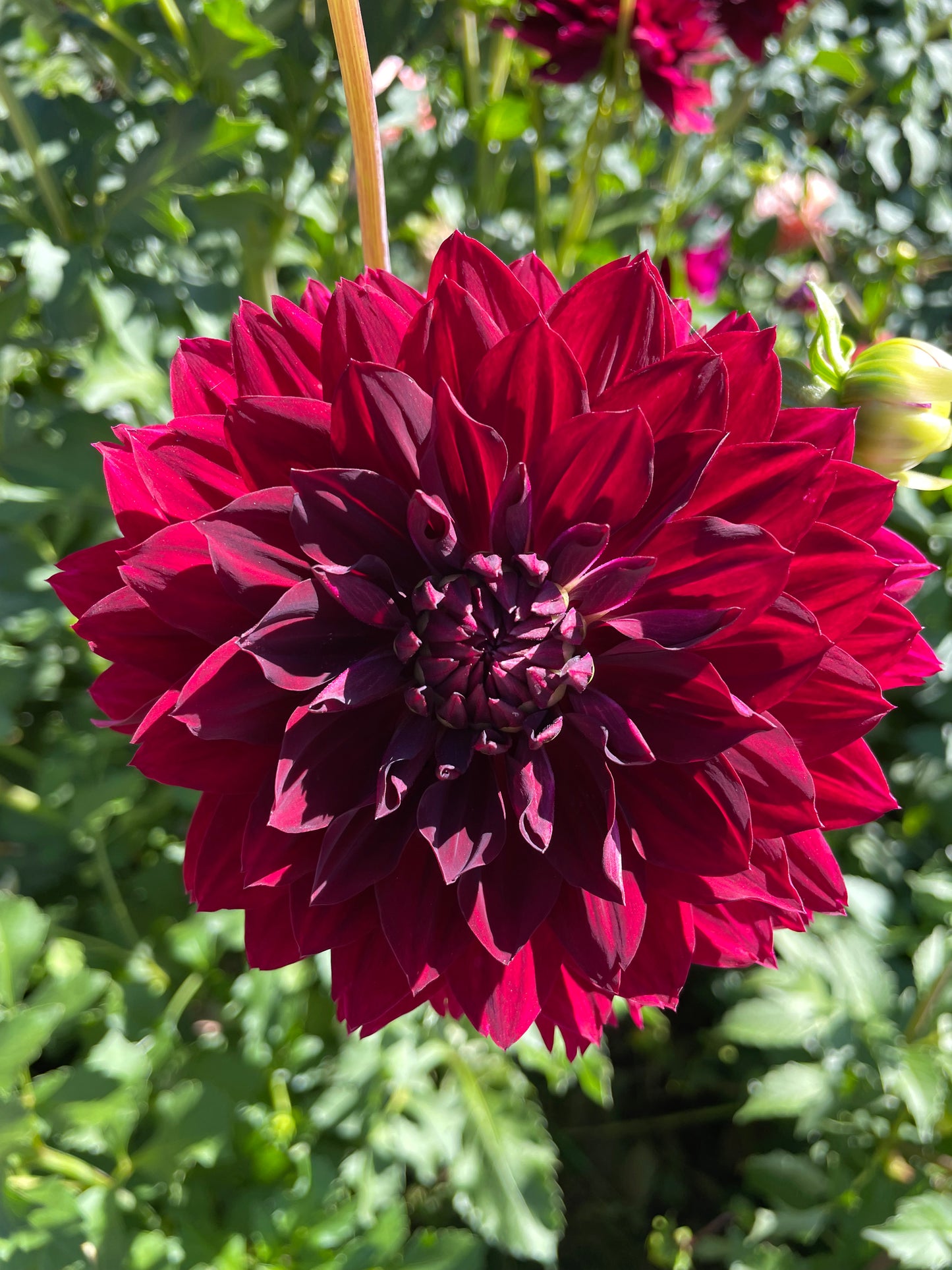 Hollyhill Black Beauty Dahlia Tuber