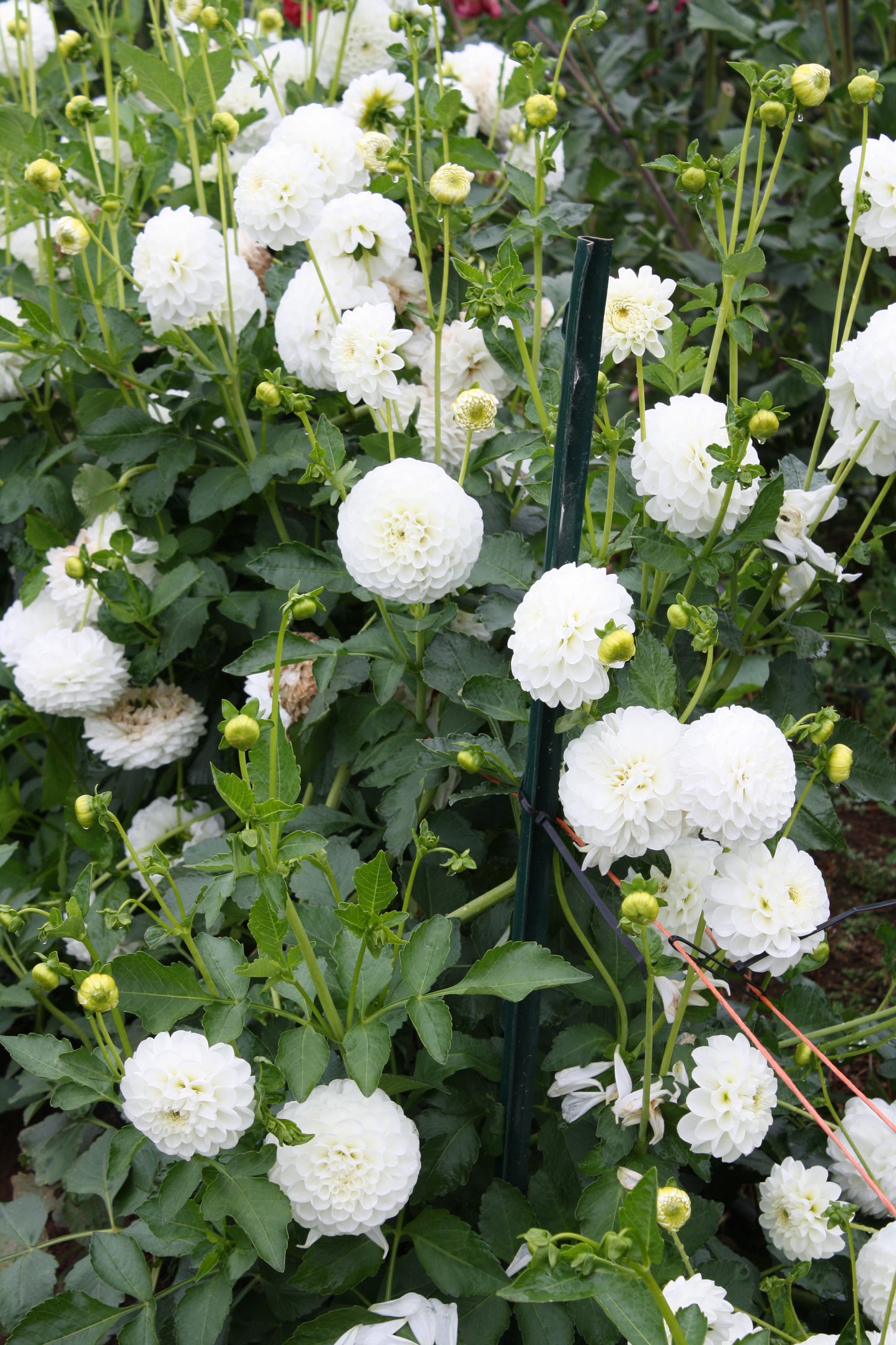Orsett Beauty Dahlia Tuber