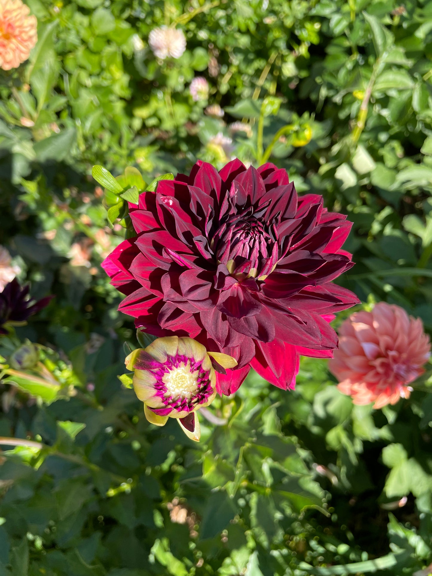 Hollyhill Black Beauty Dahlia Tuber