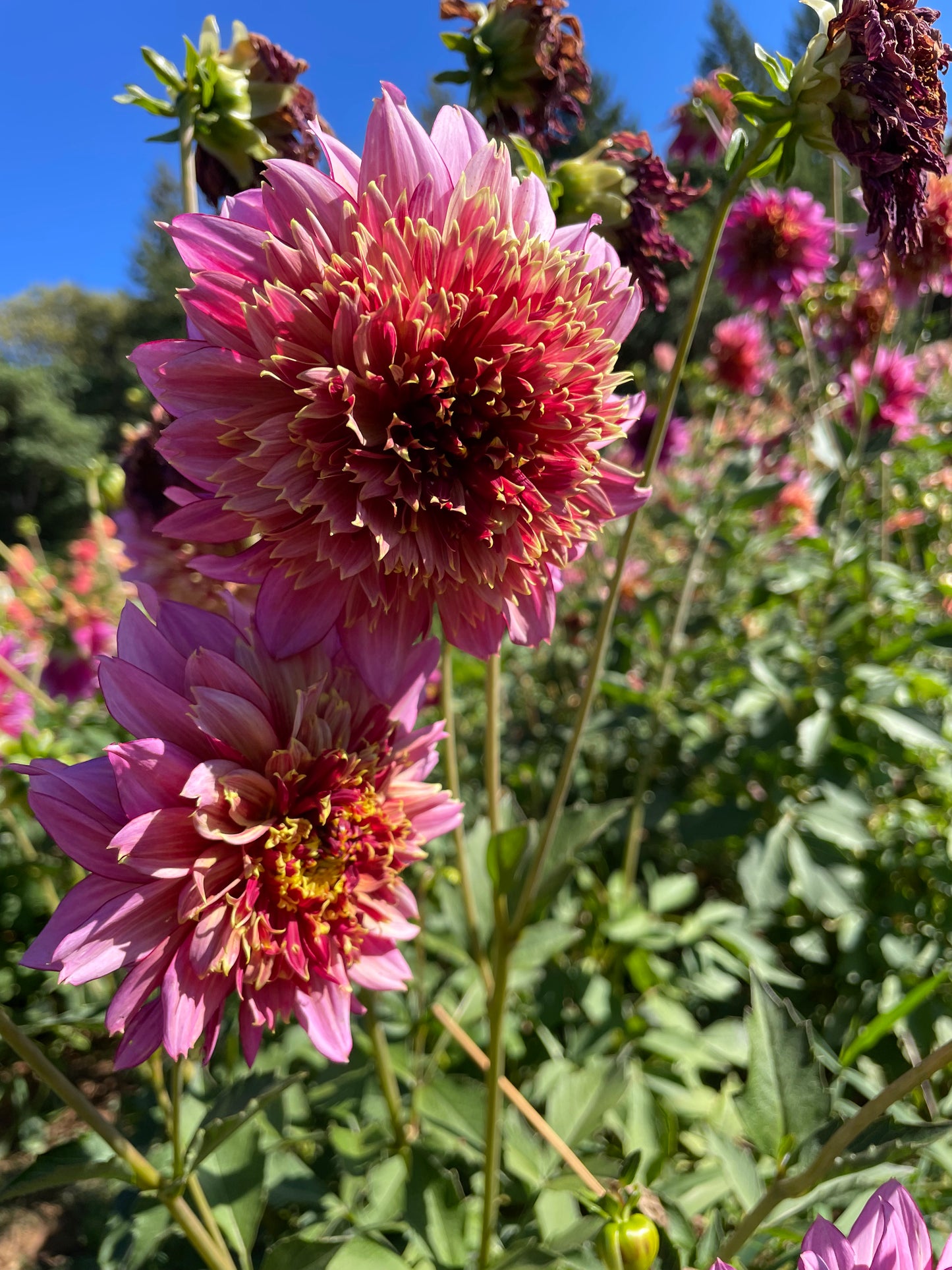 Mambo Dahlia Tuber