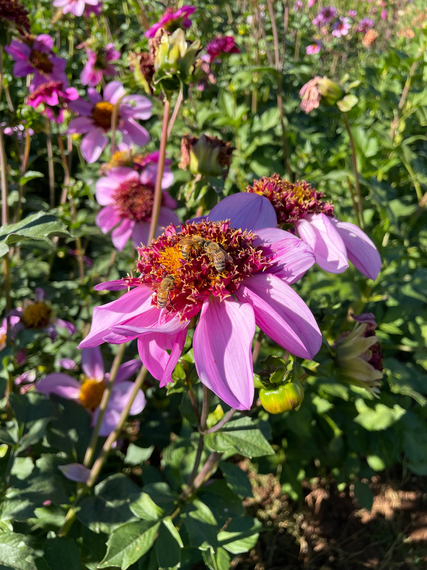 Dad's Favorite Dahlia Tuber
